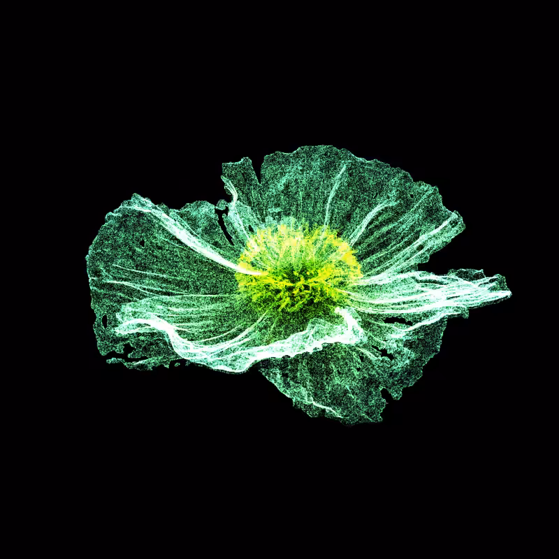 White Poppy 30 #198