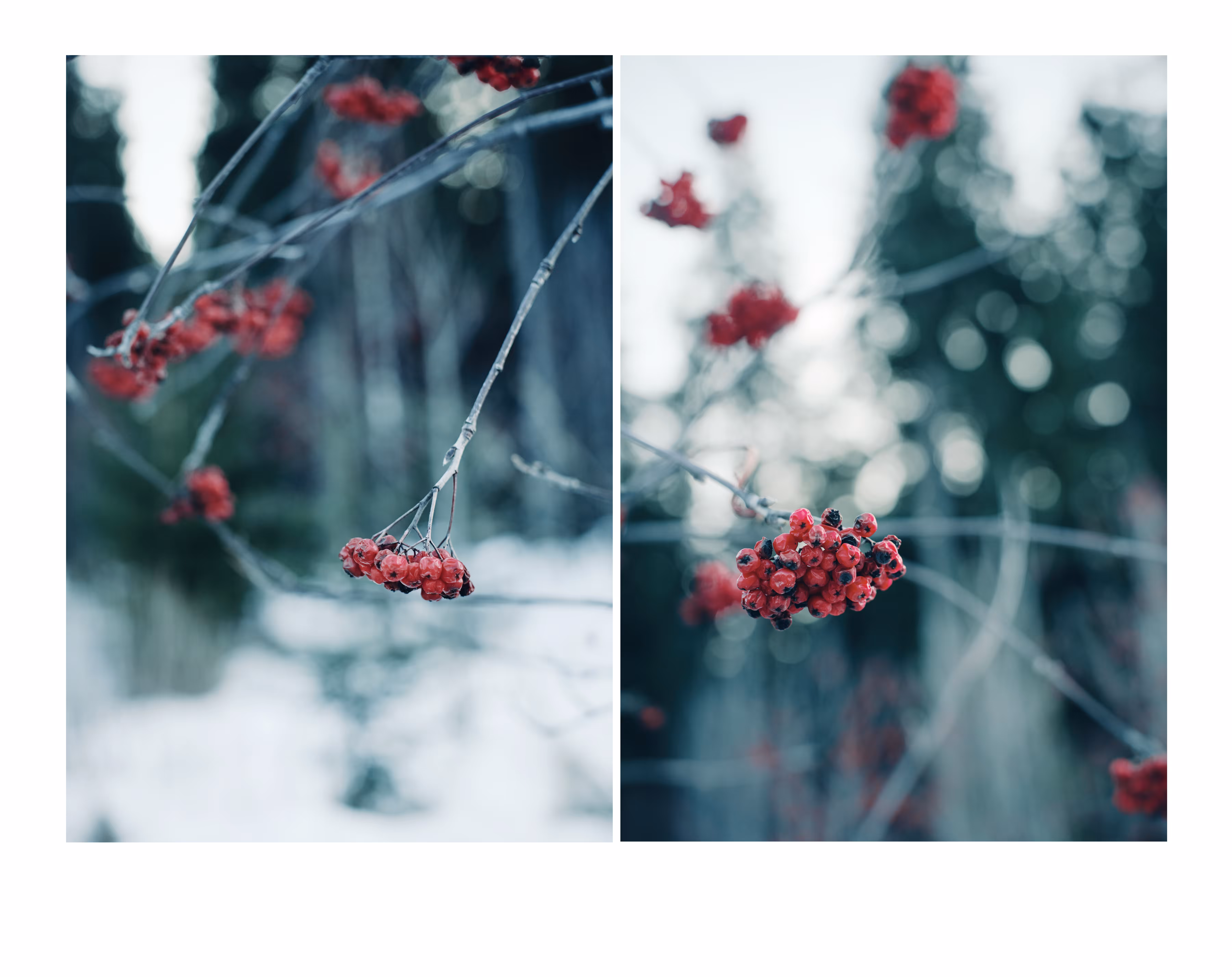 Winter Rosary