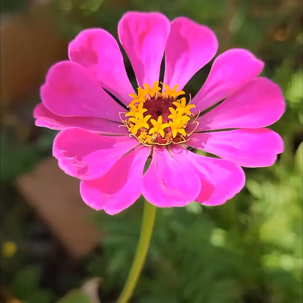 data_flower