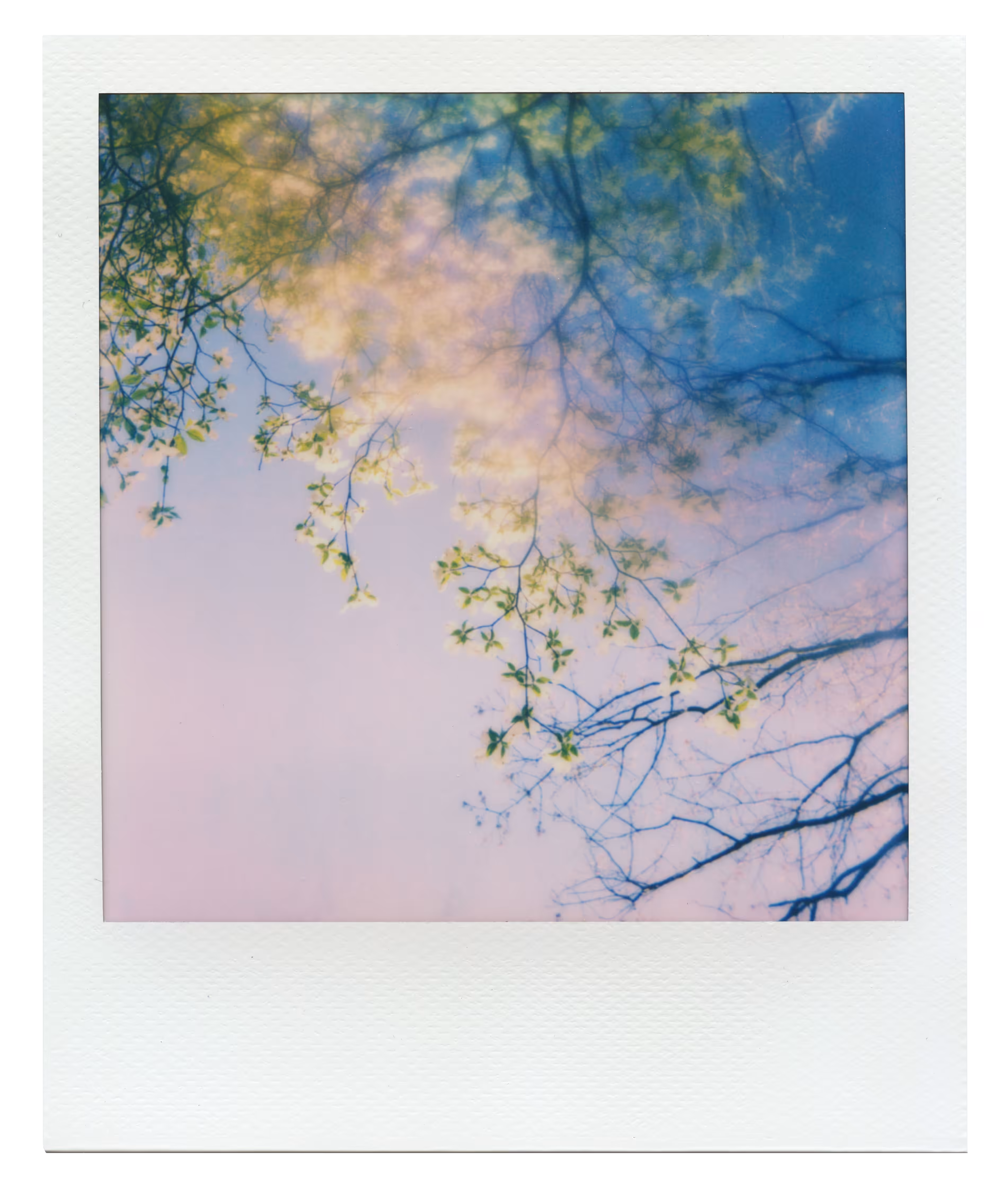 Manifestation