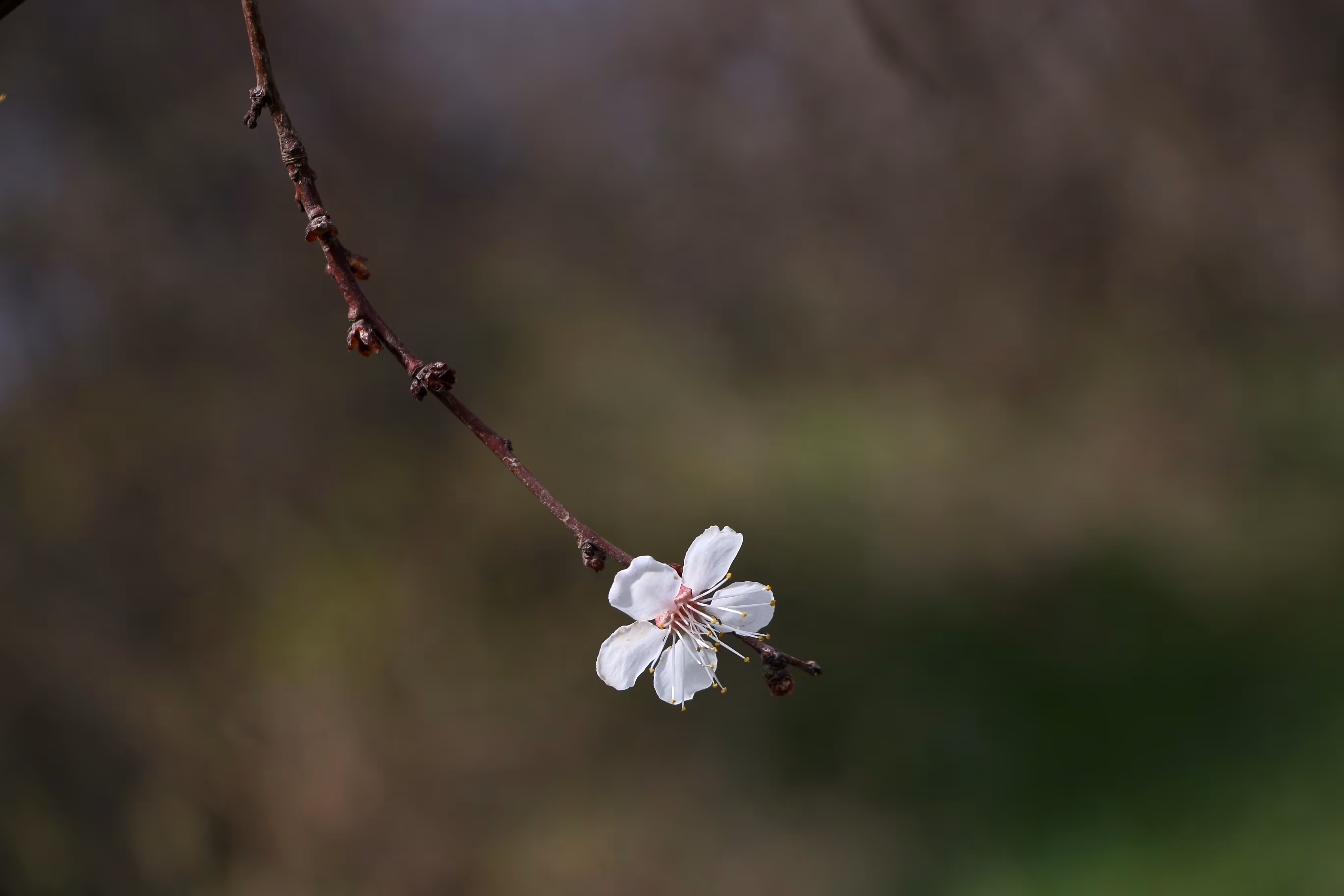 Spring