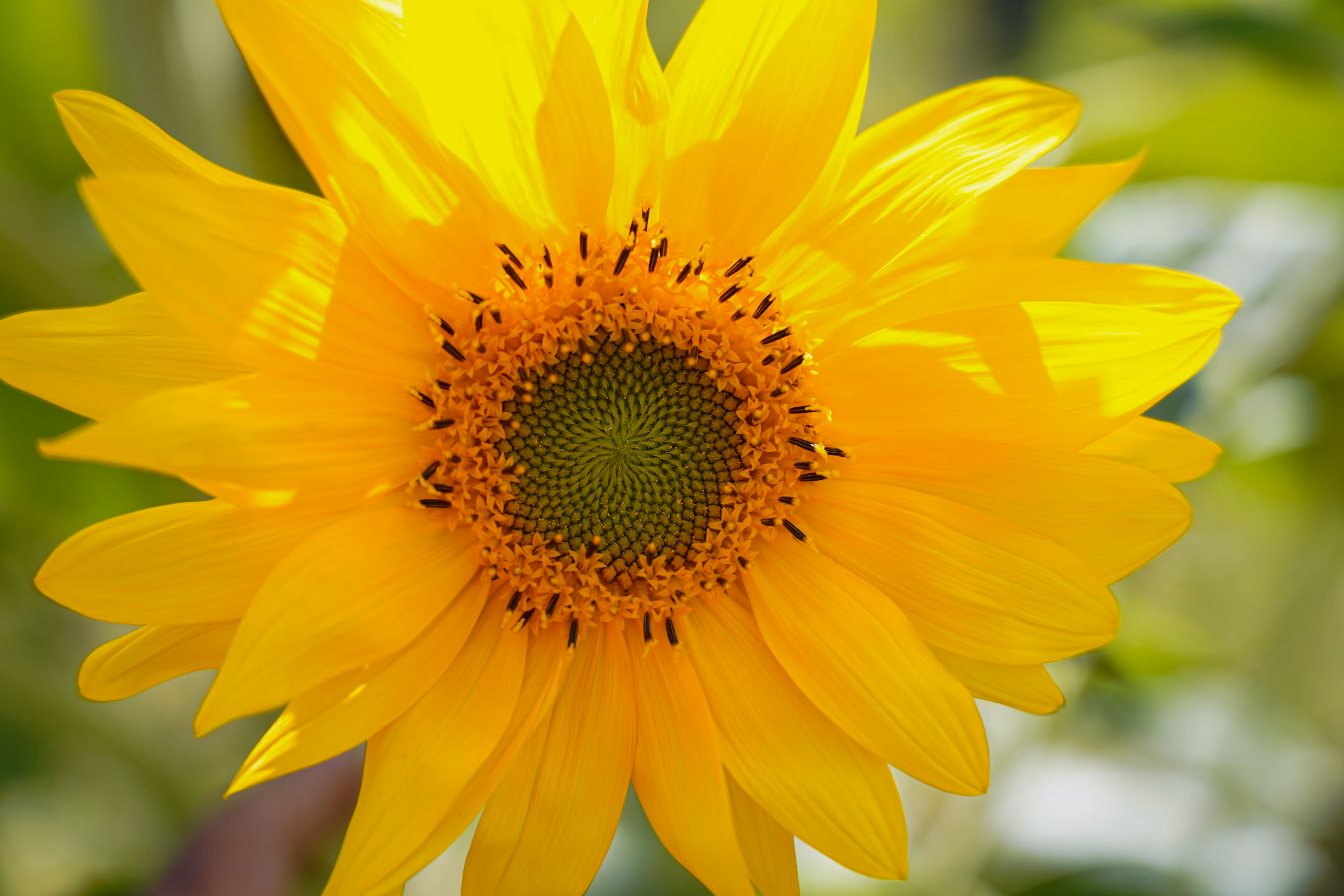 flowers: Breath of the Sun