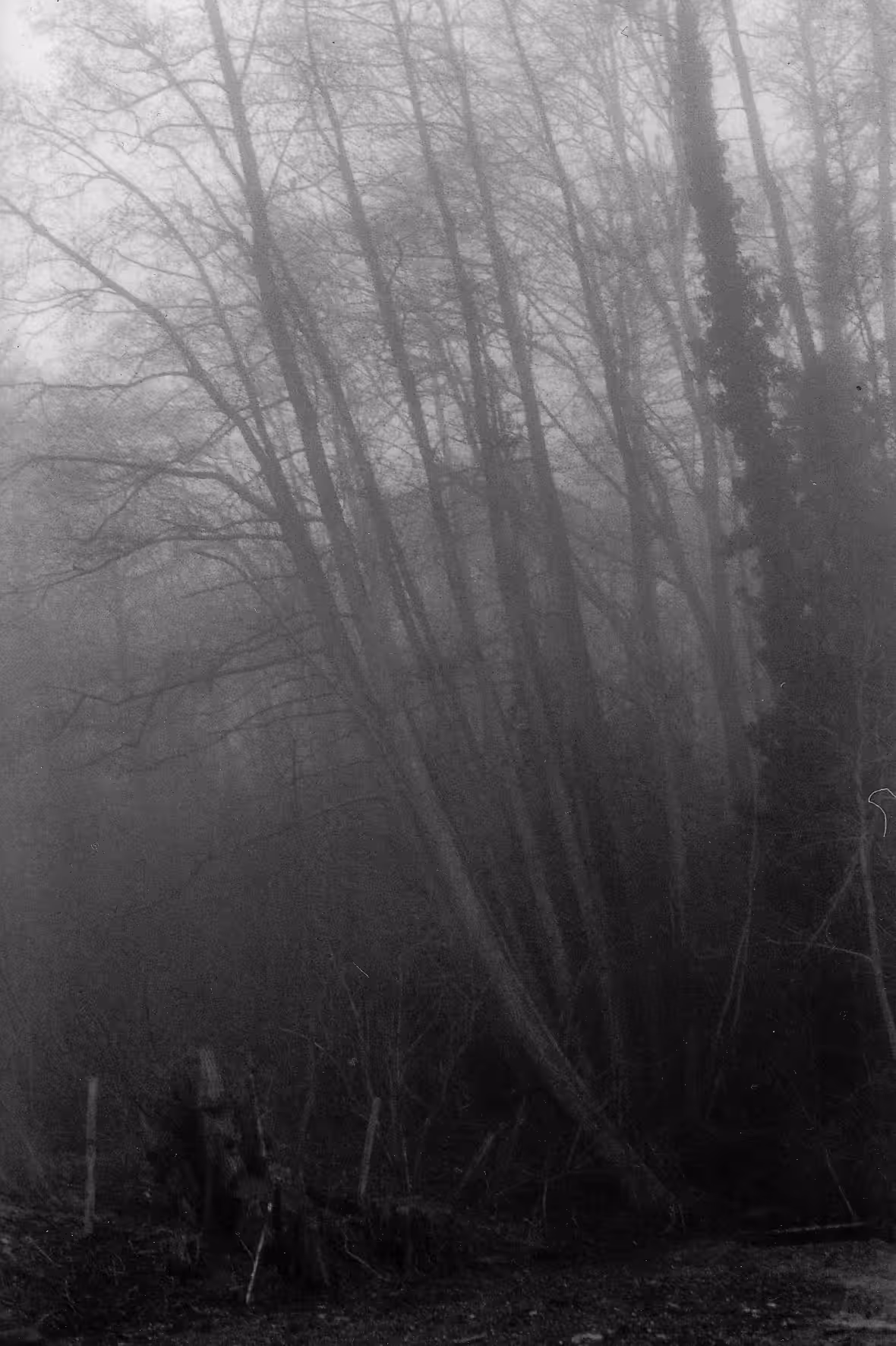 Misty Morning Walk