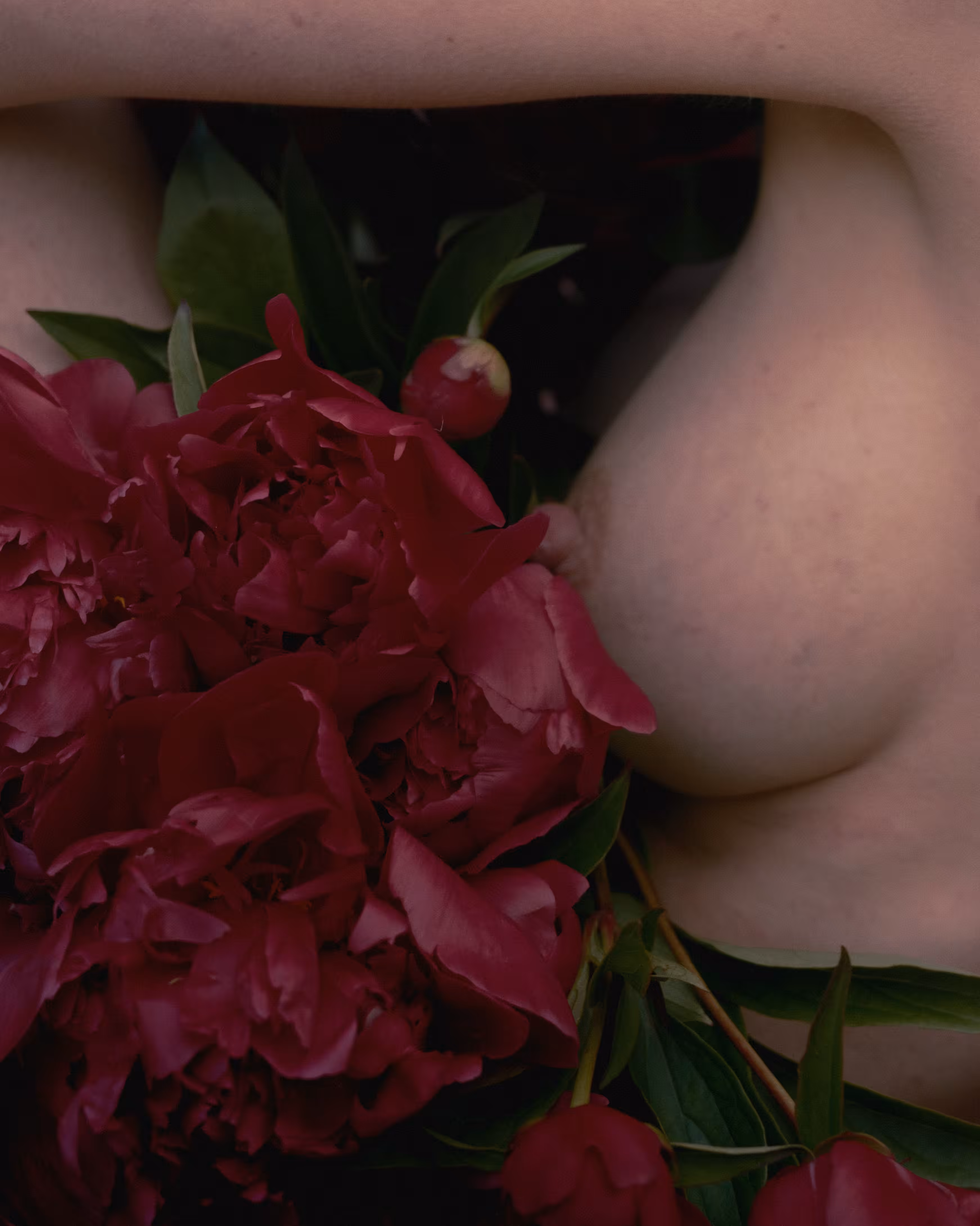 Fragility of Peonies