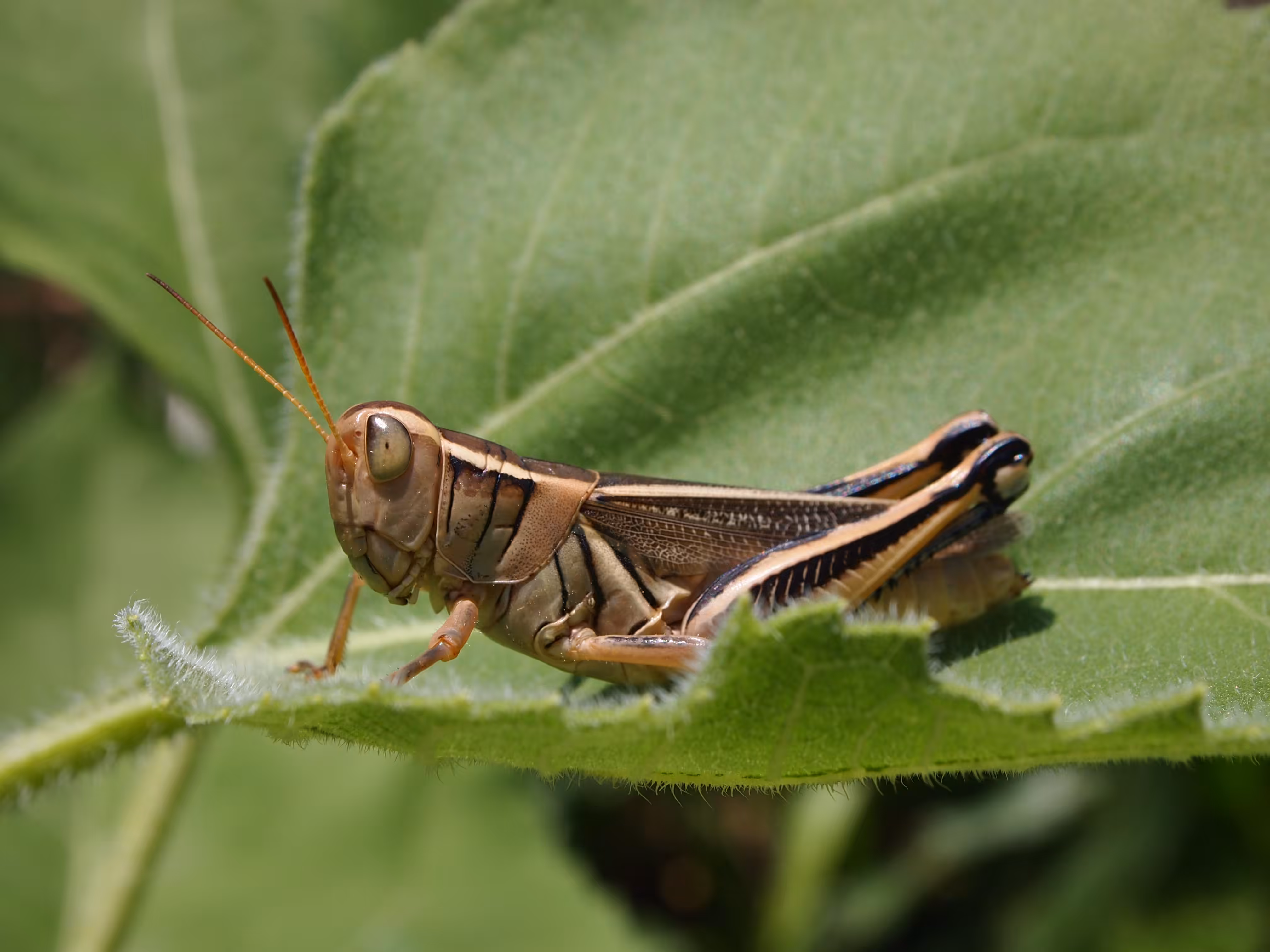 Nature's Serenity: A Grasshopper's Tranquil Respite