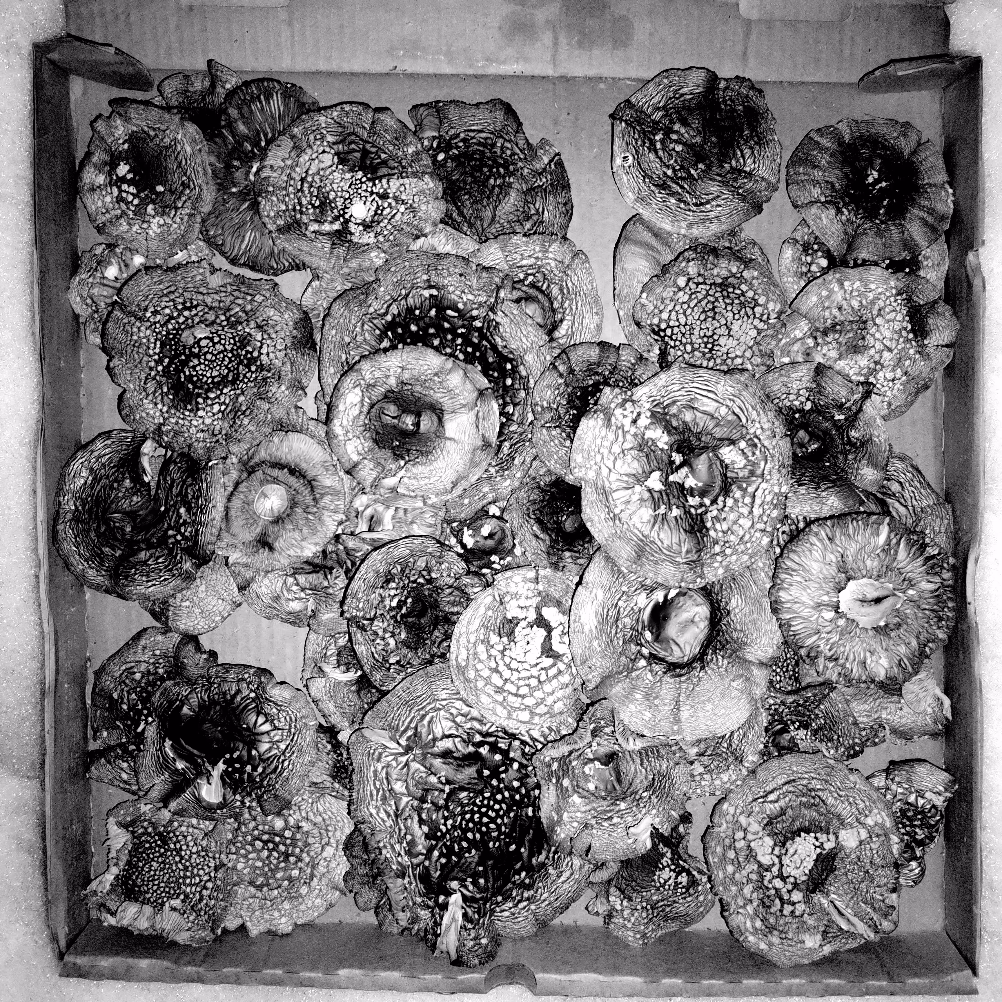 Pieces of the night sky in a box