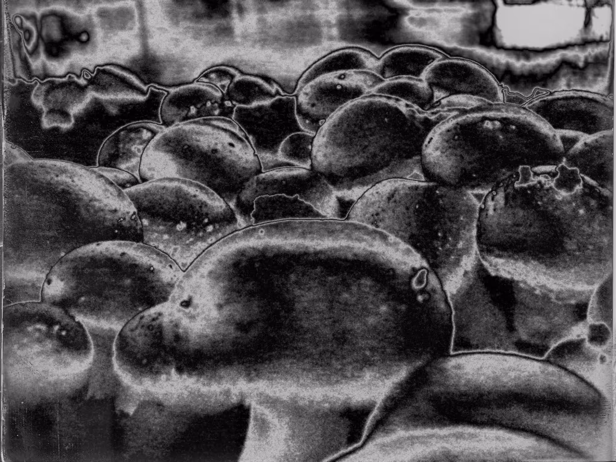 Colony