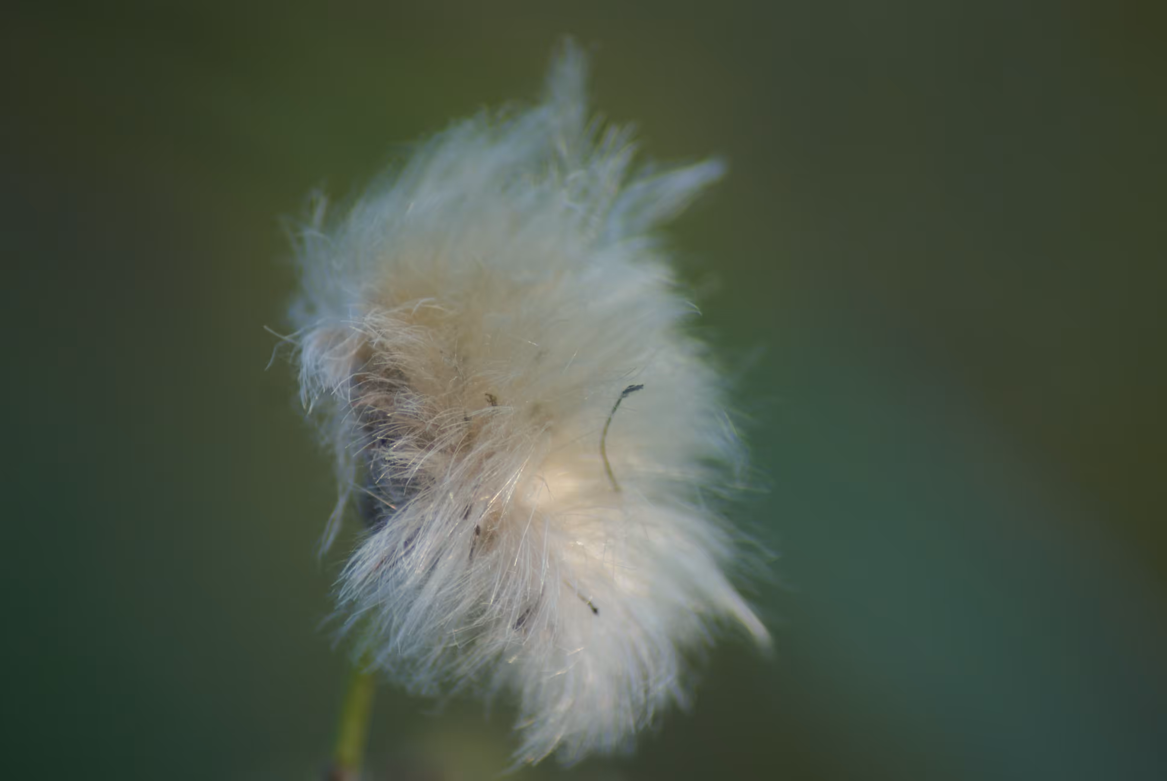 Dandelion, no.1, 2016