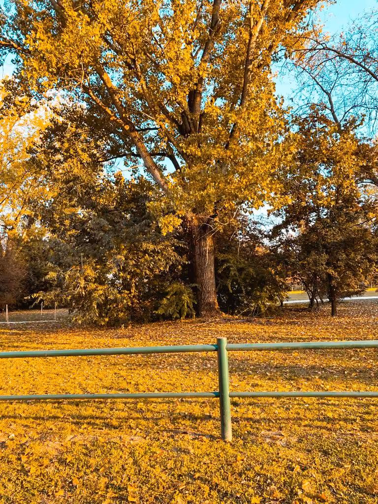 Autumn Leaves