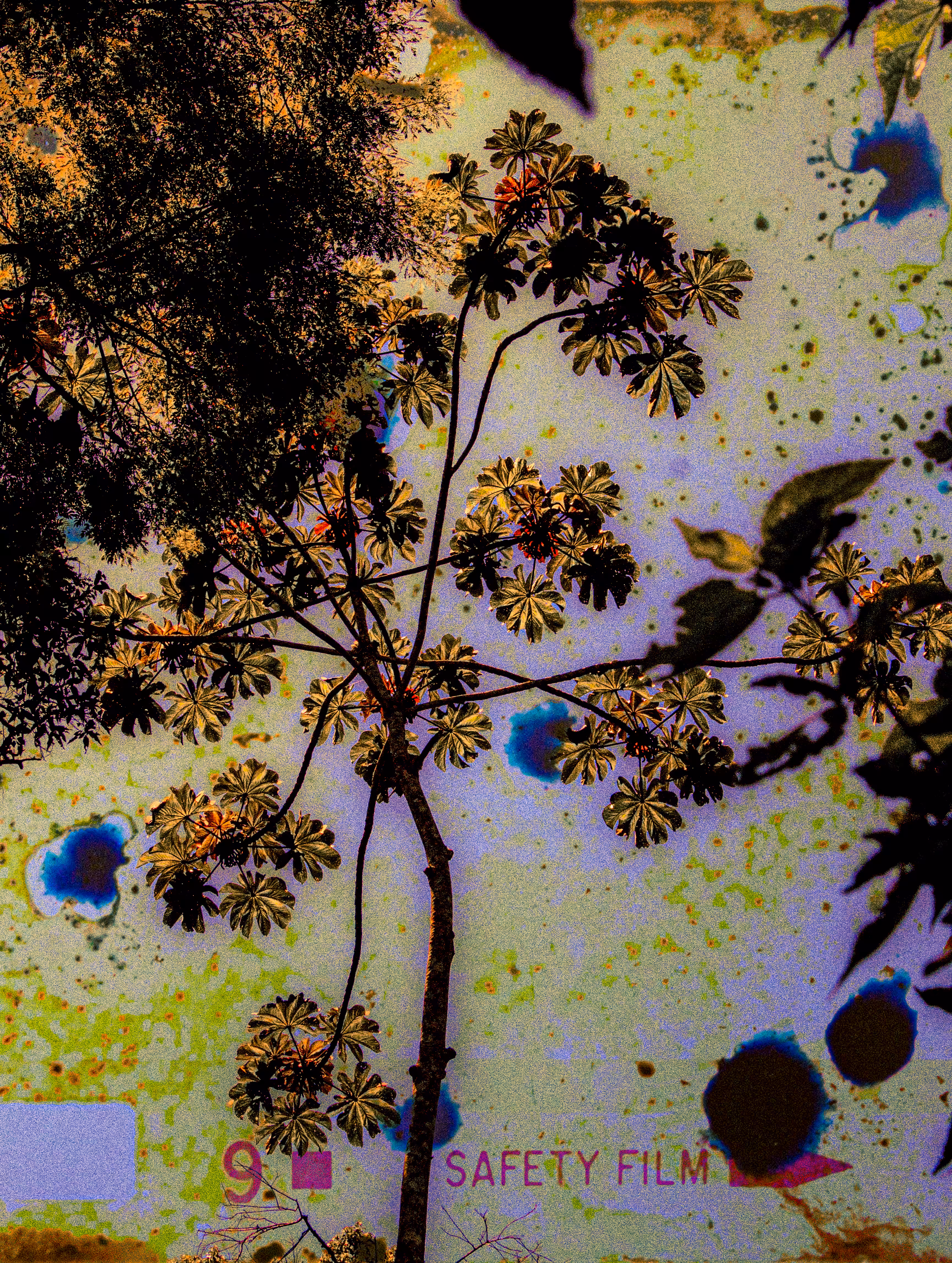Experiment in Cecropia