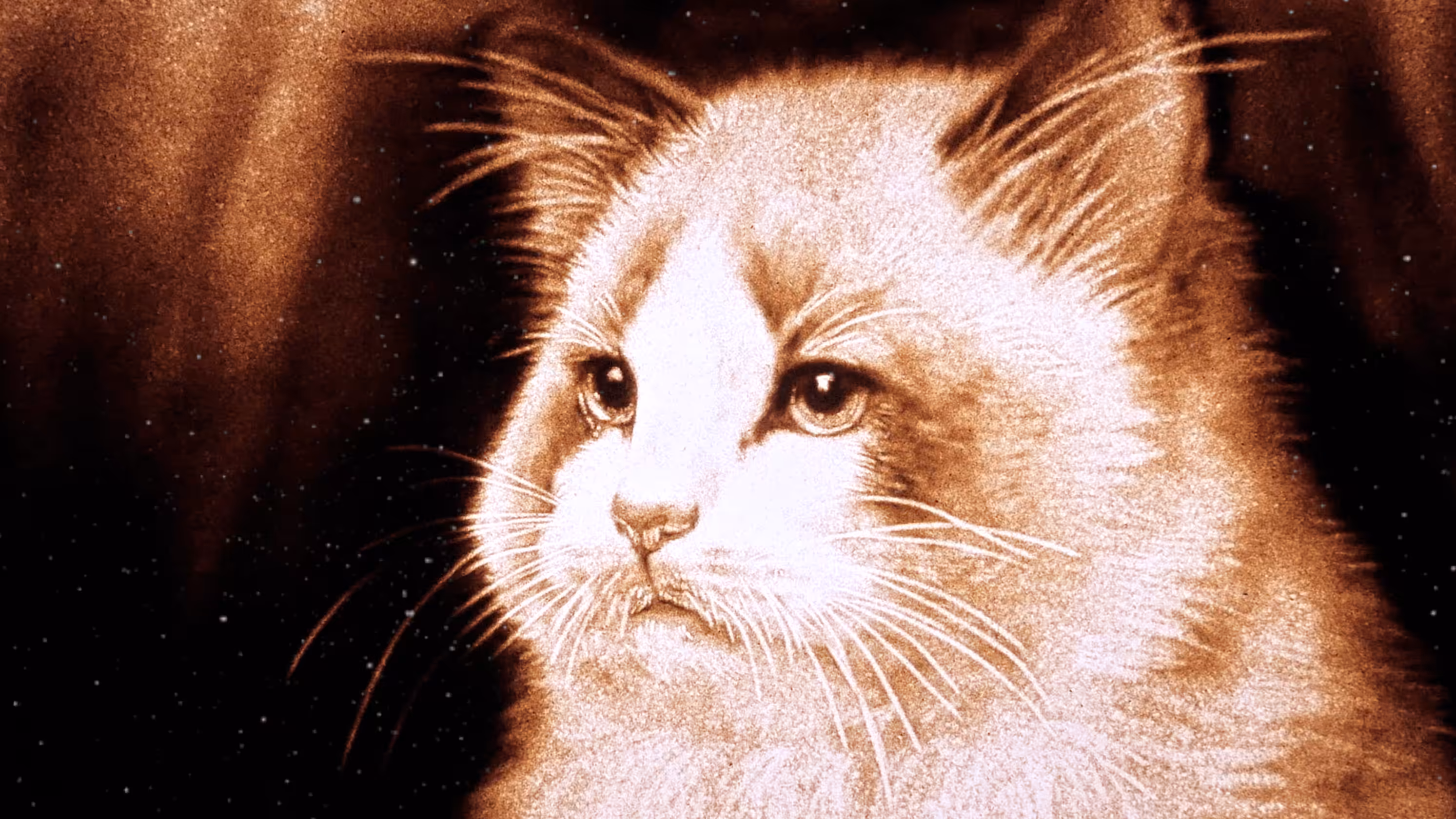 Cool Ragdoll 