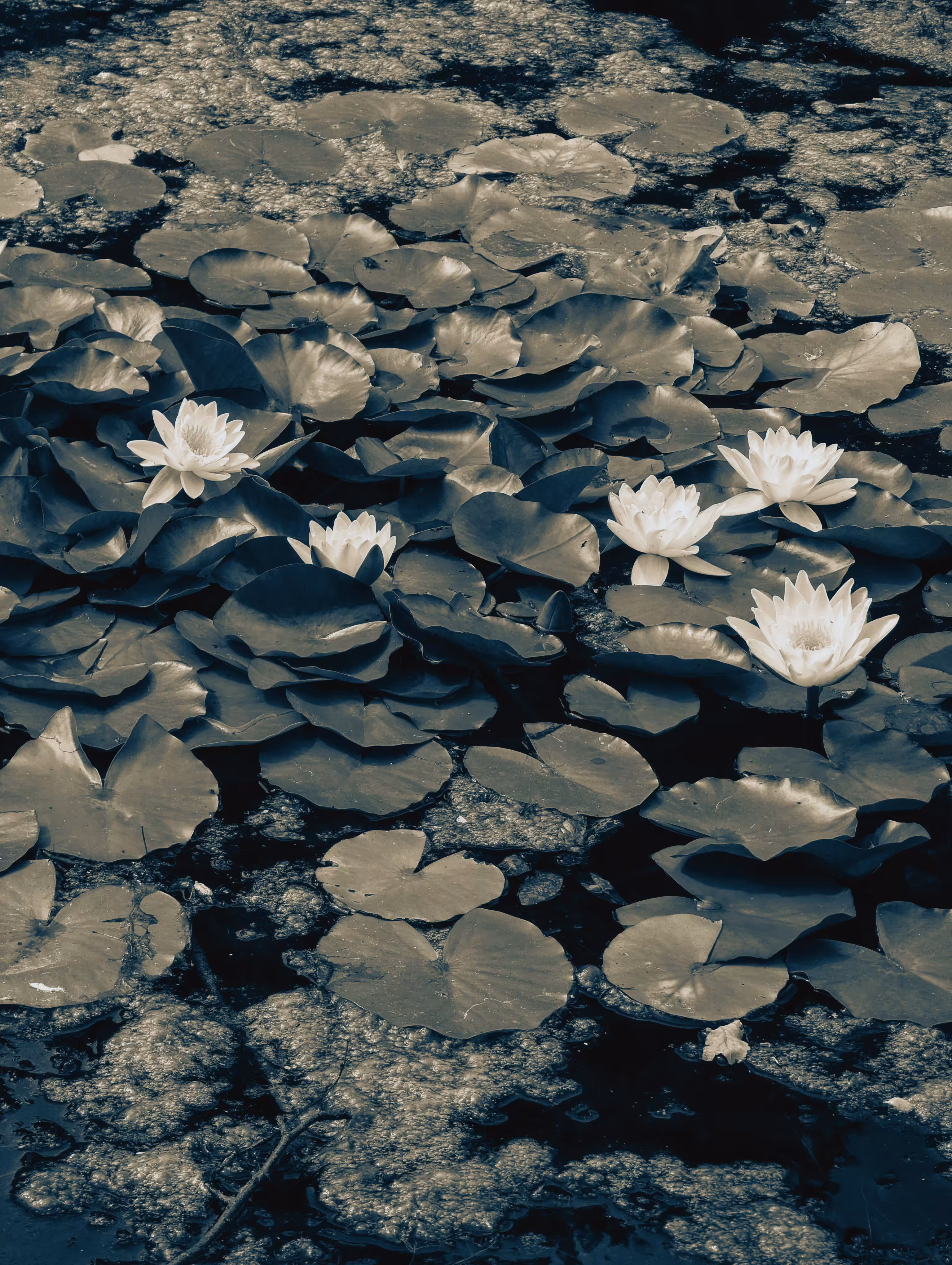 Stars of the pond