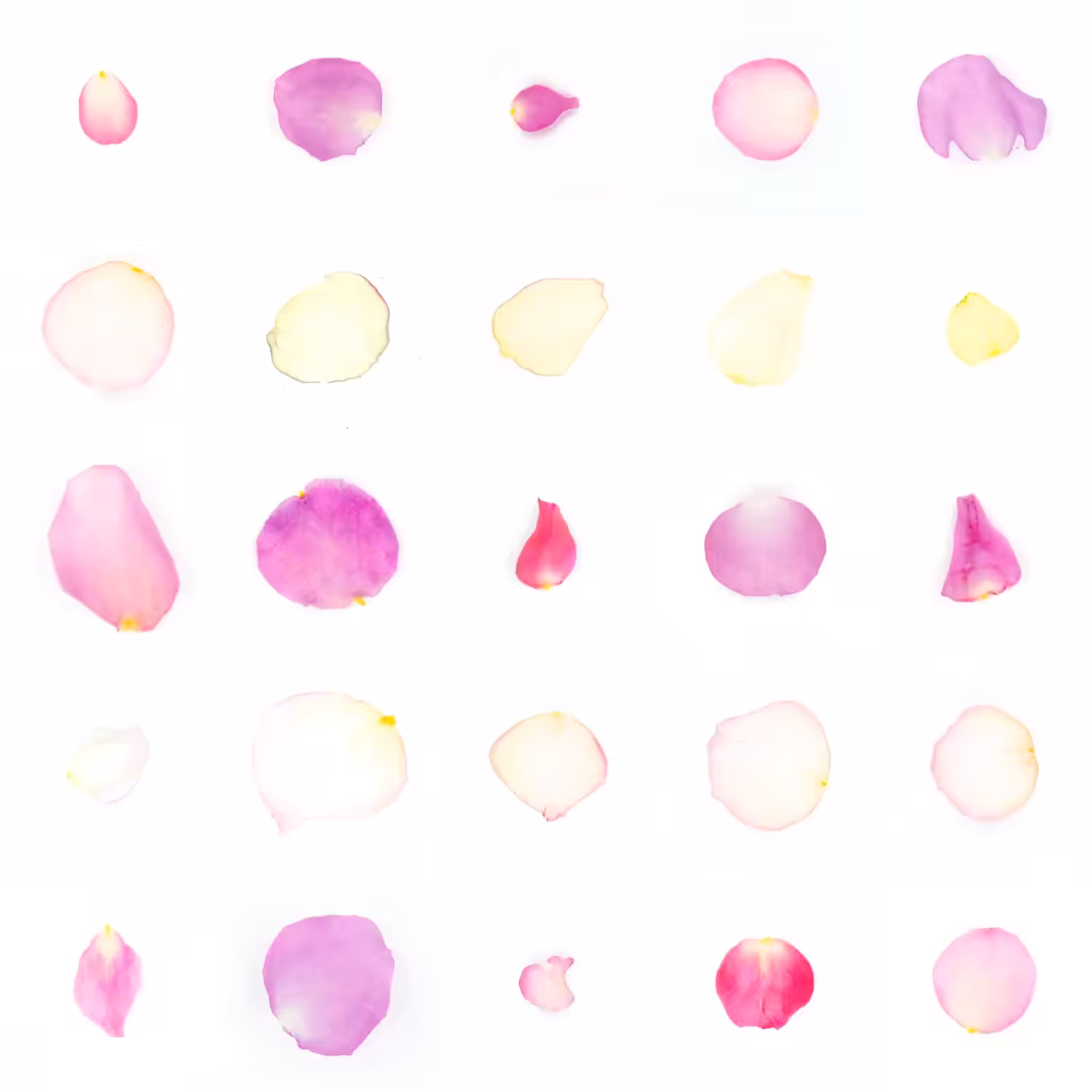 Infinite Petals 5x5#2025