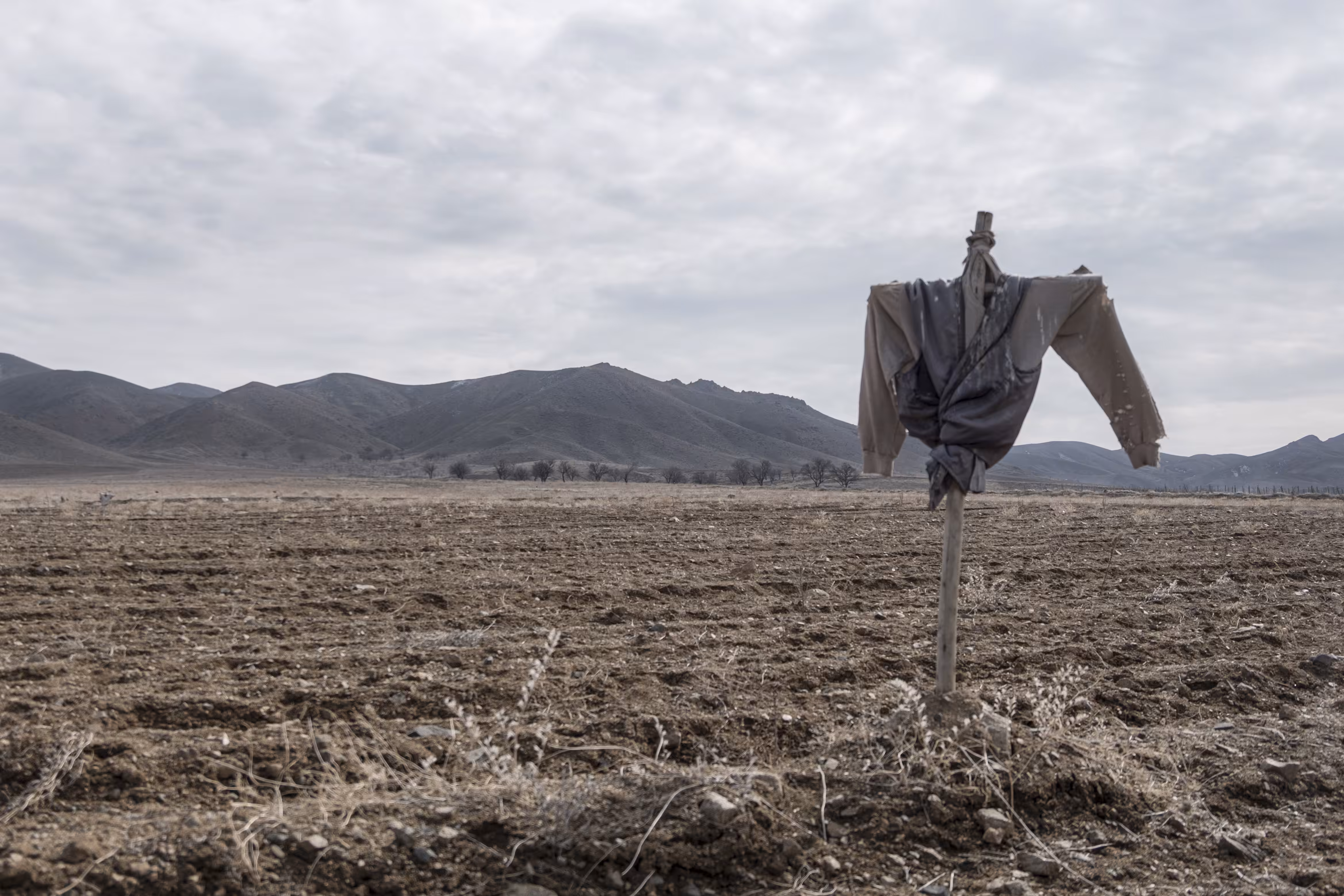 Scarecrows #4
