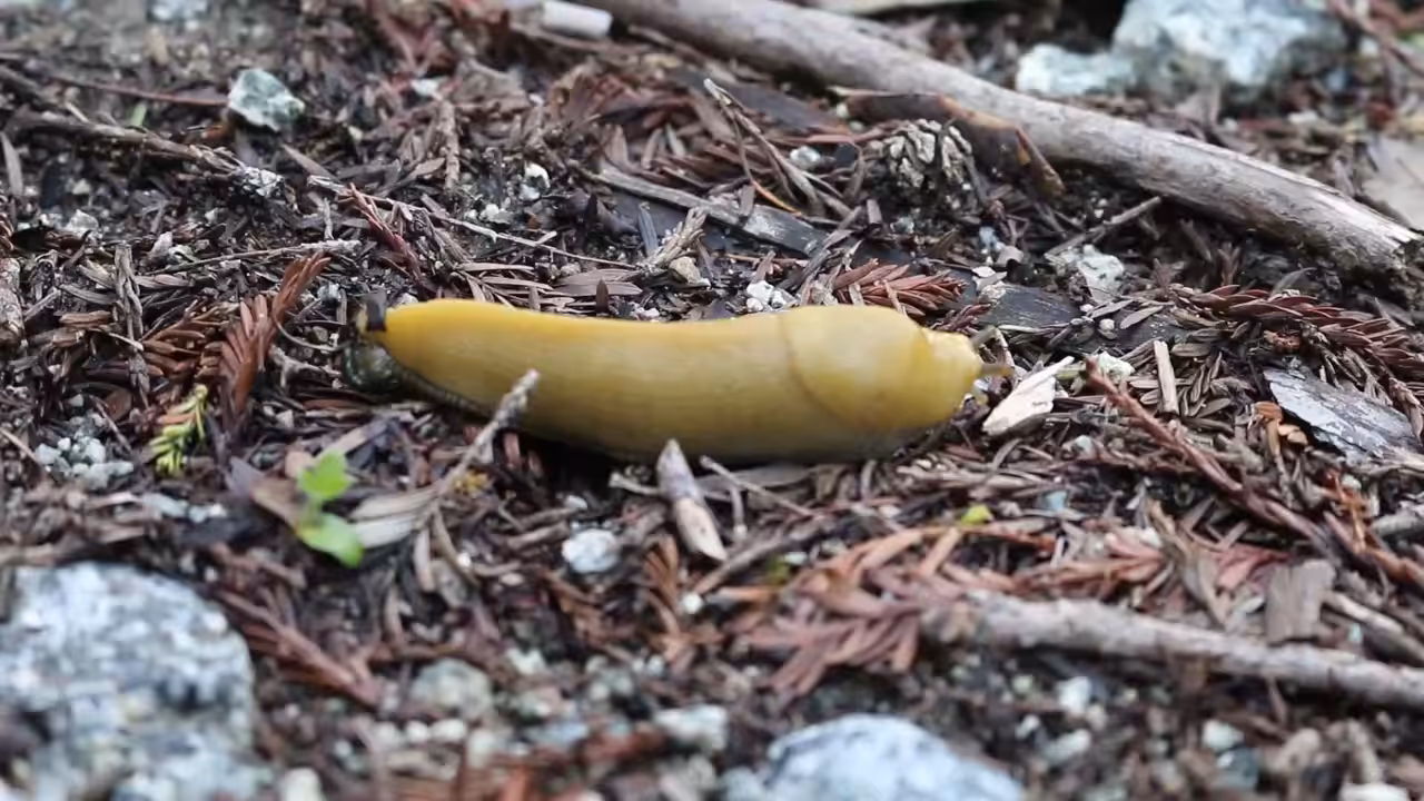 HV#35 a sluggish day