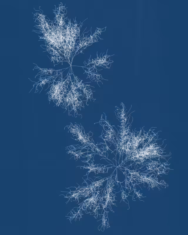 Cyanotypes #258