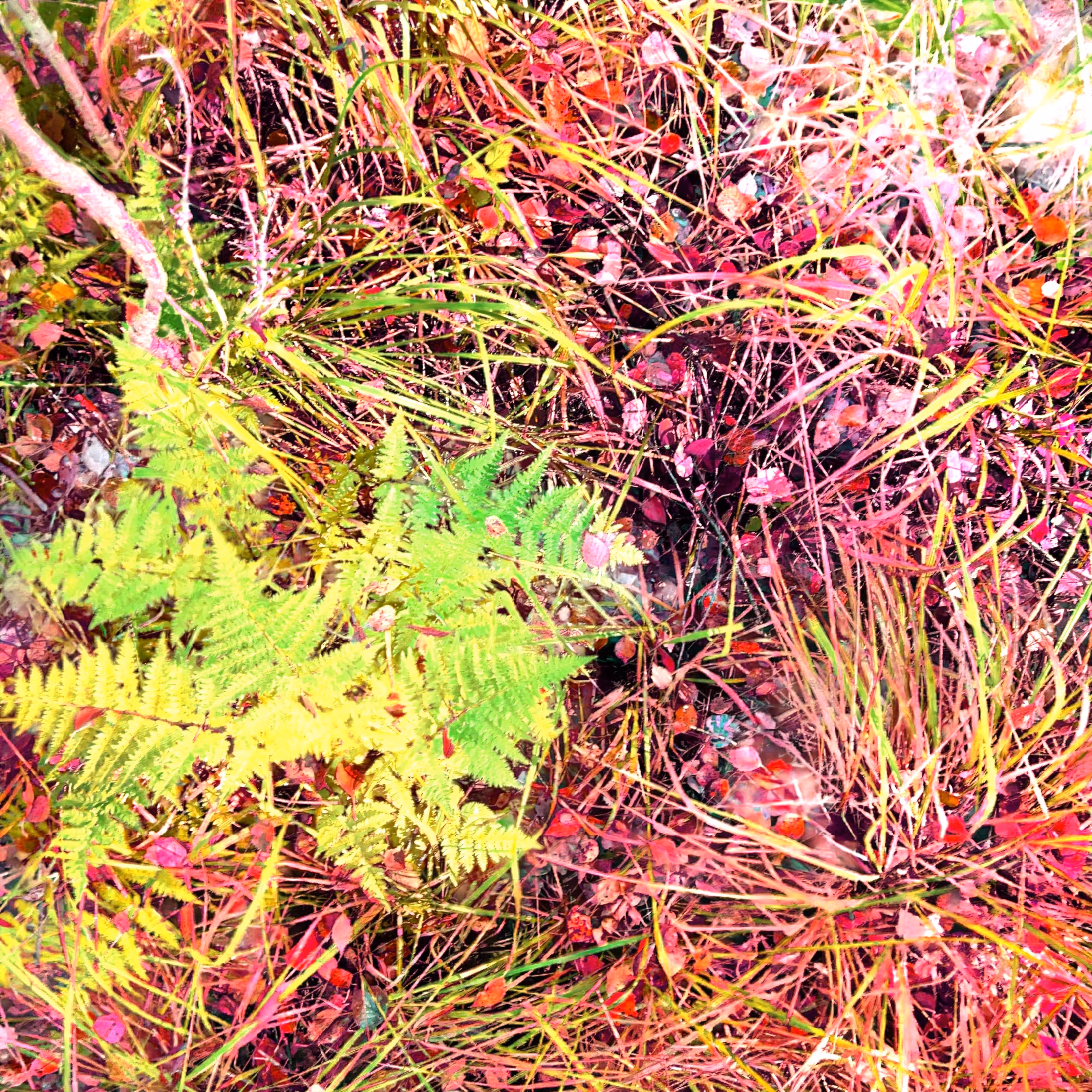 Autonomous Forest Plots: Plot u329hvjer