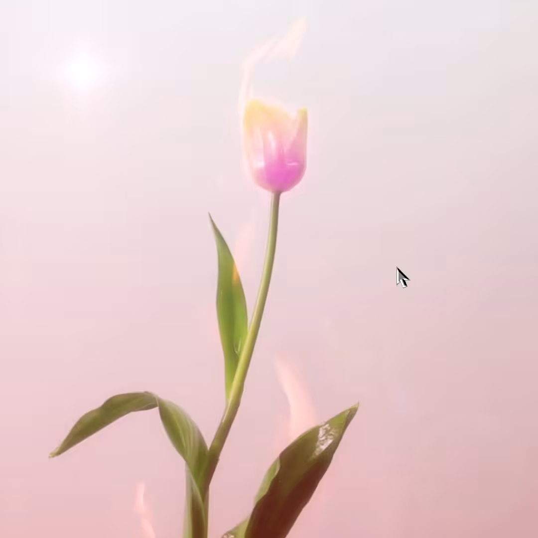 Burning Tulip