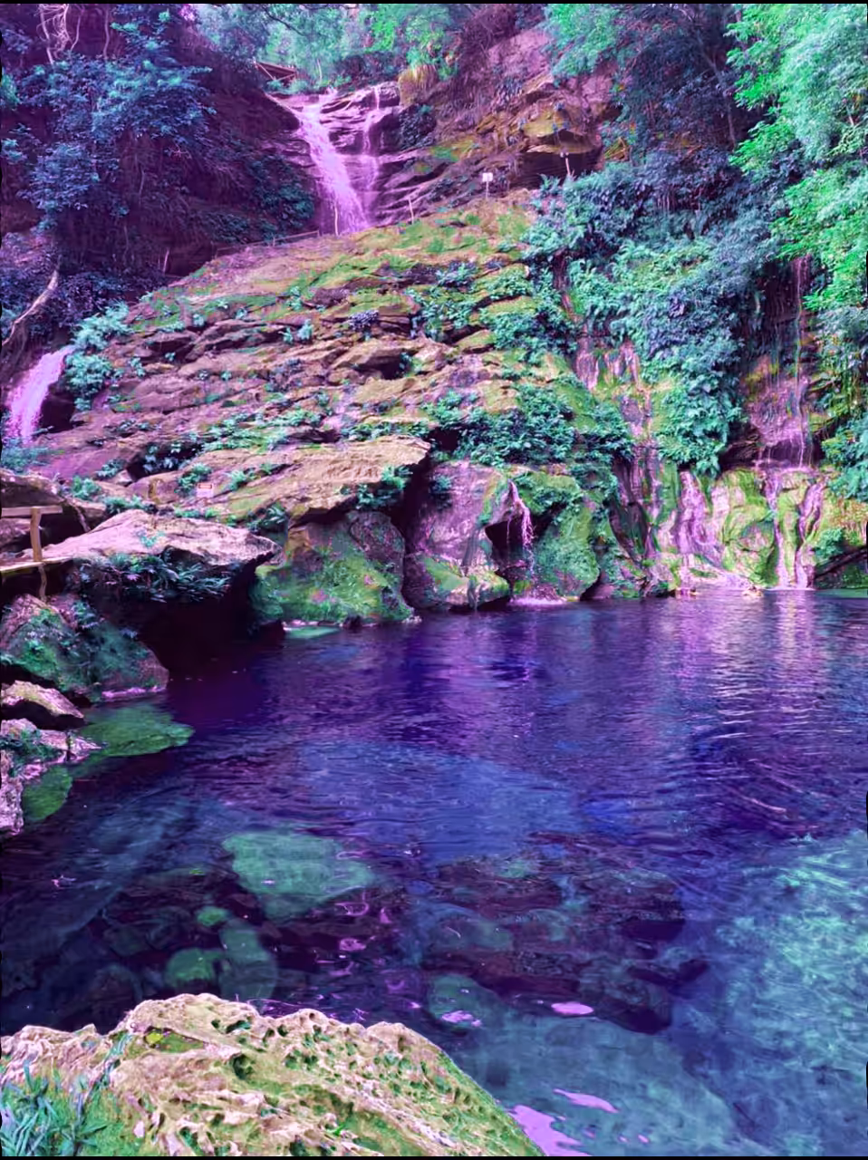 Paradise Pond