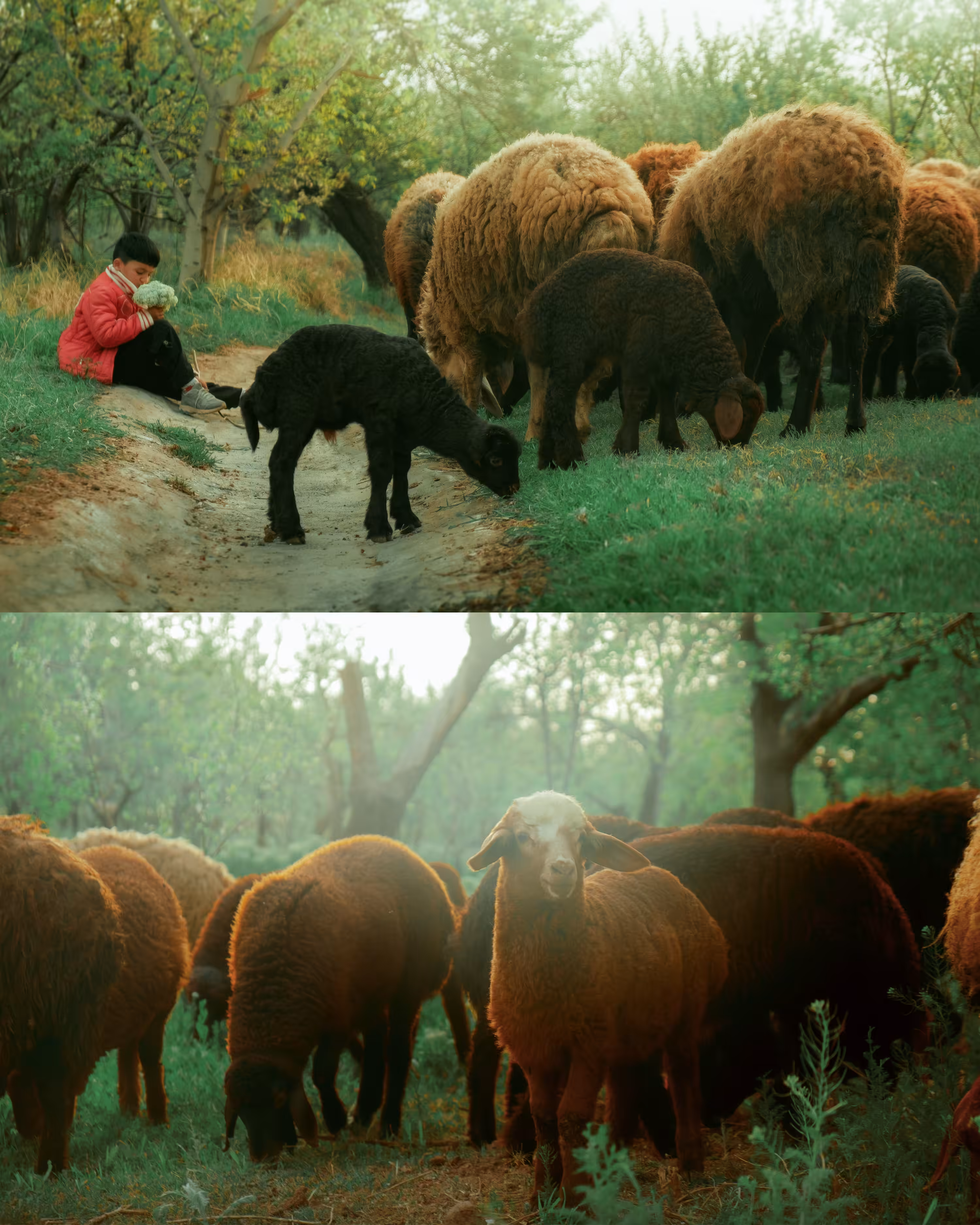 Shepherd Boy