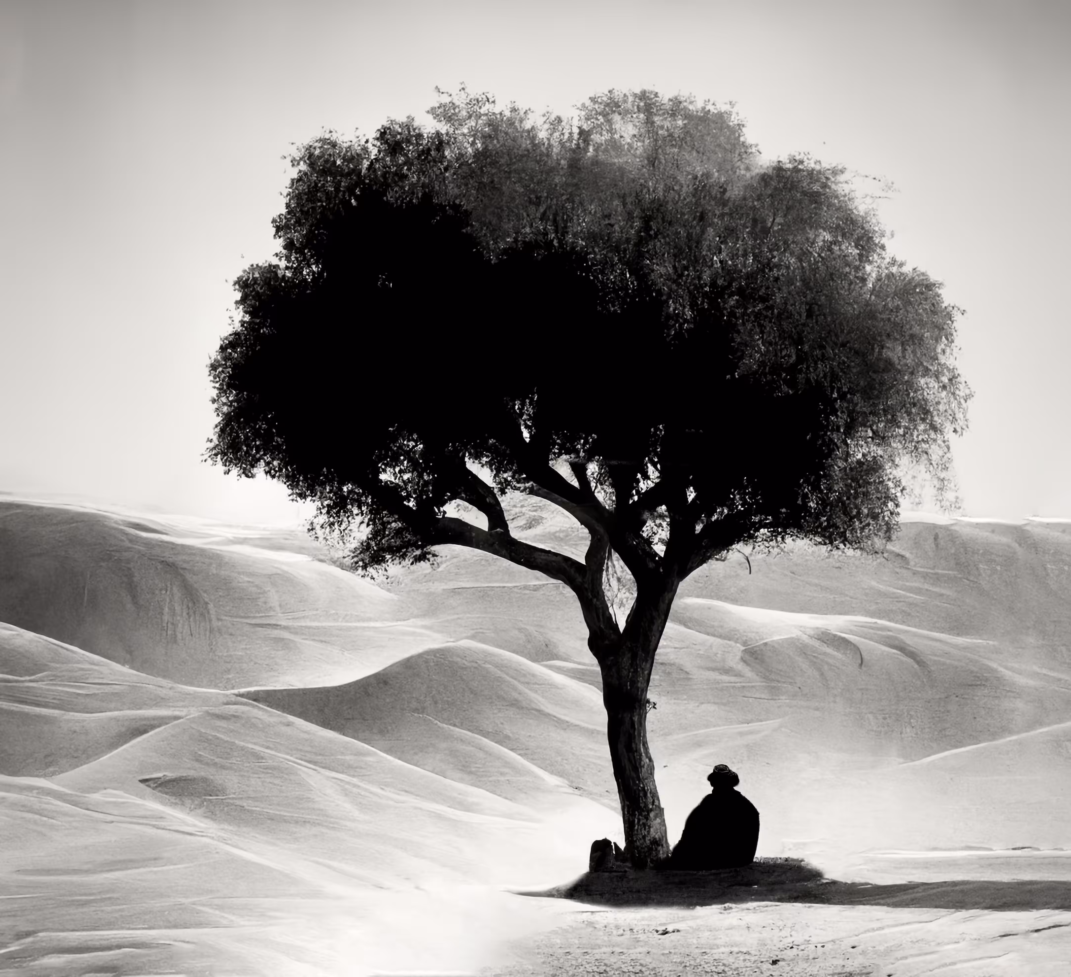 The importance of a Tree