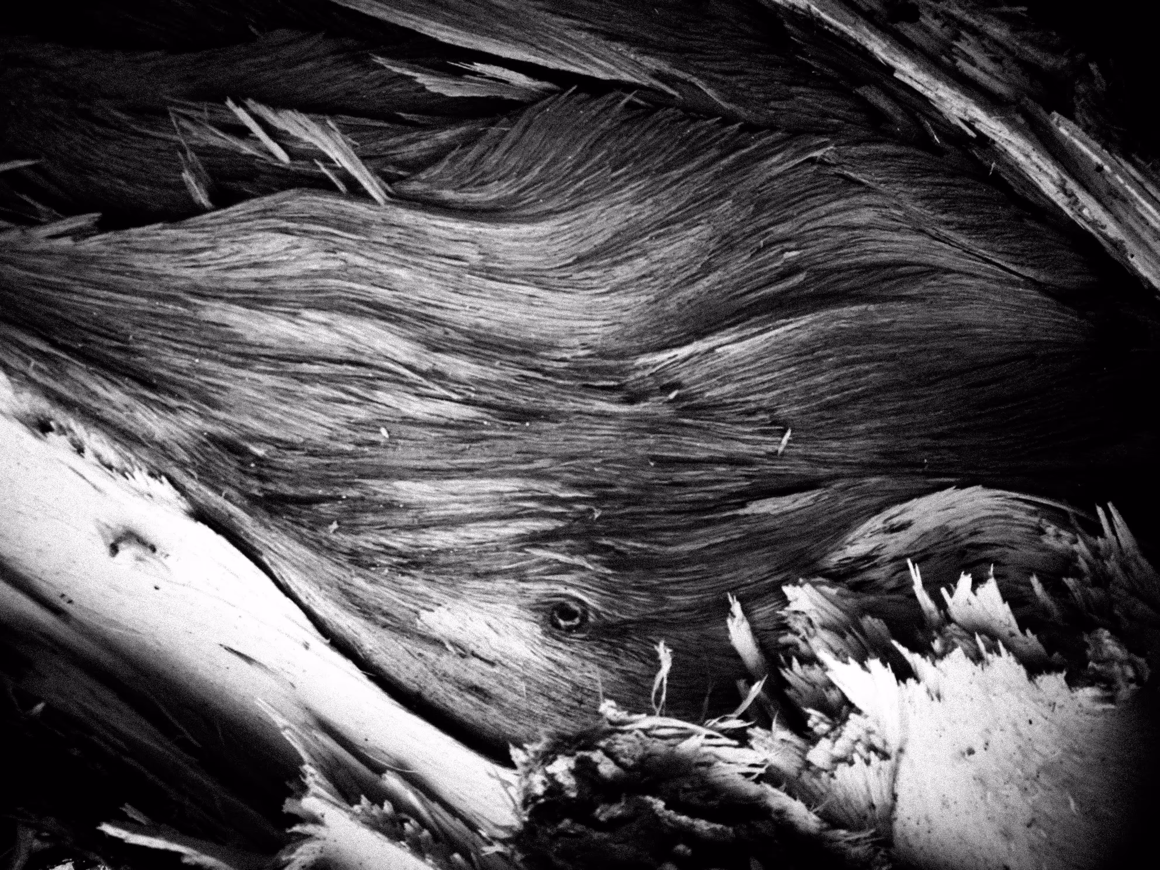 the waves in wood