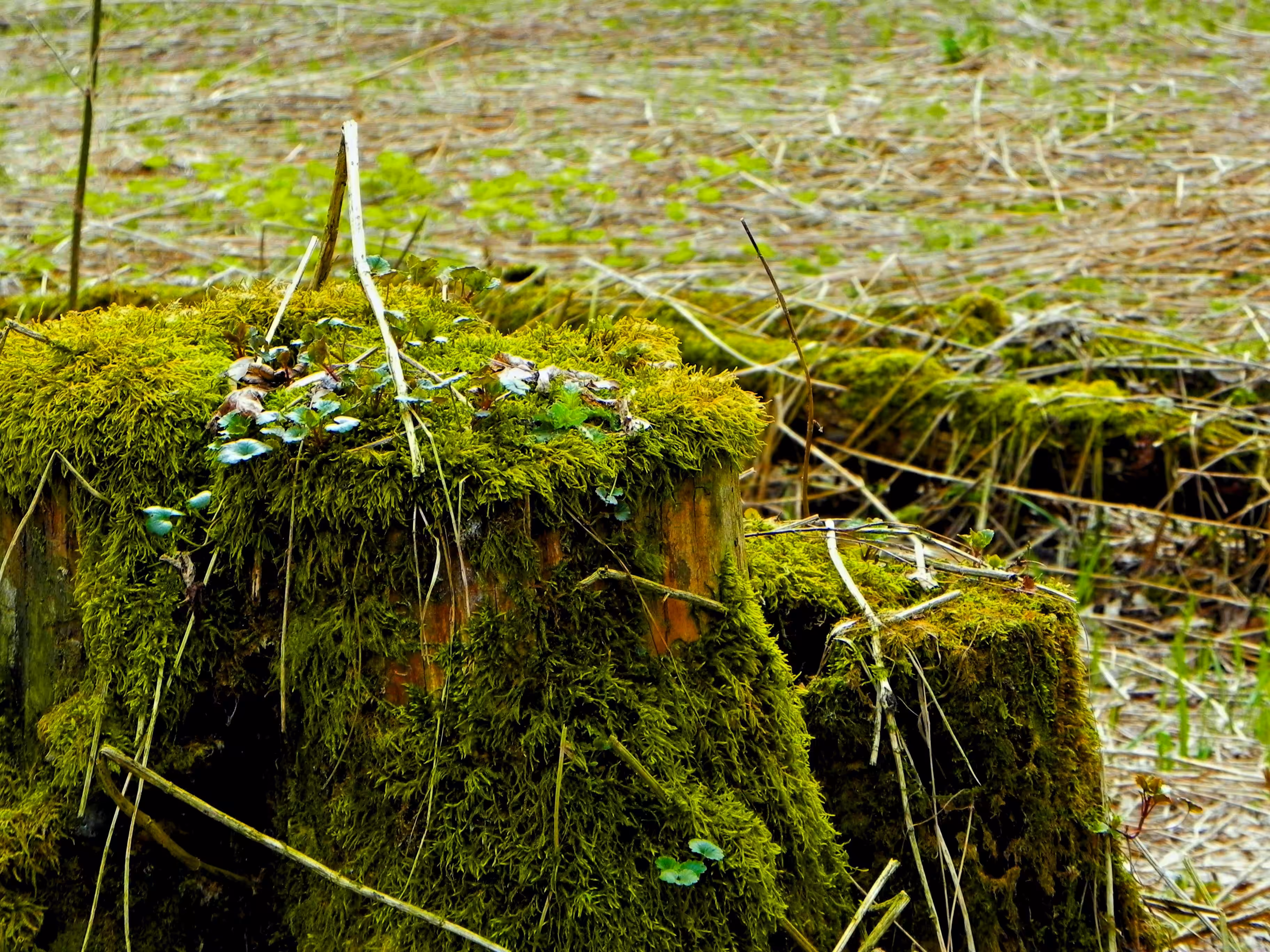 Moss
