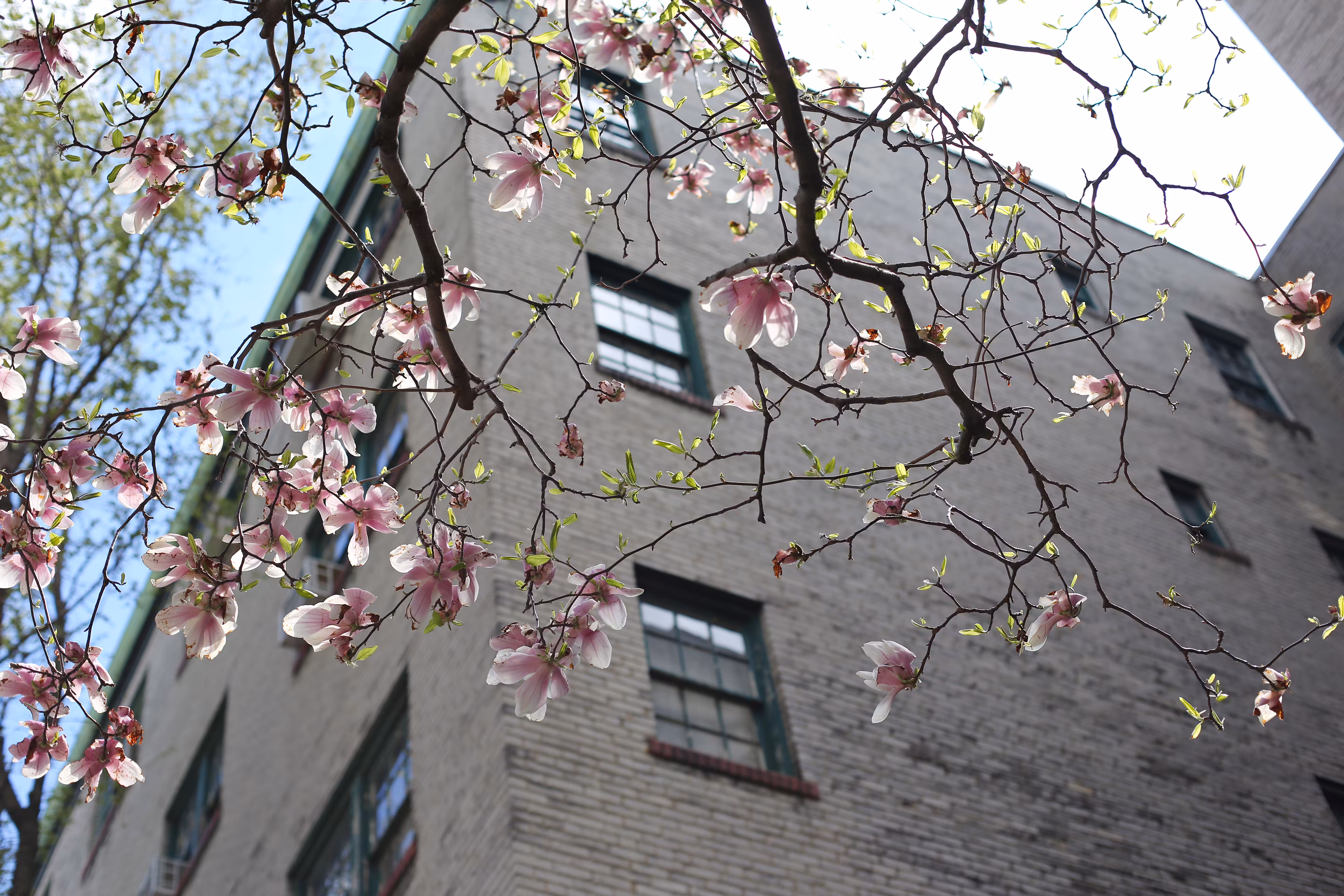 Spring in New York