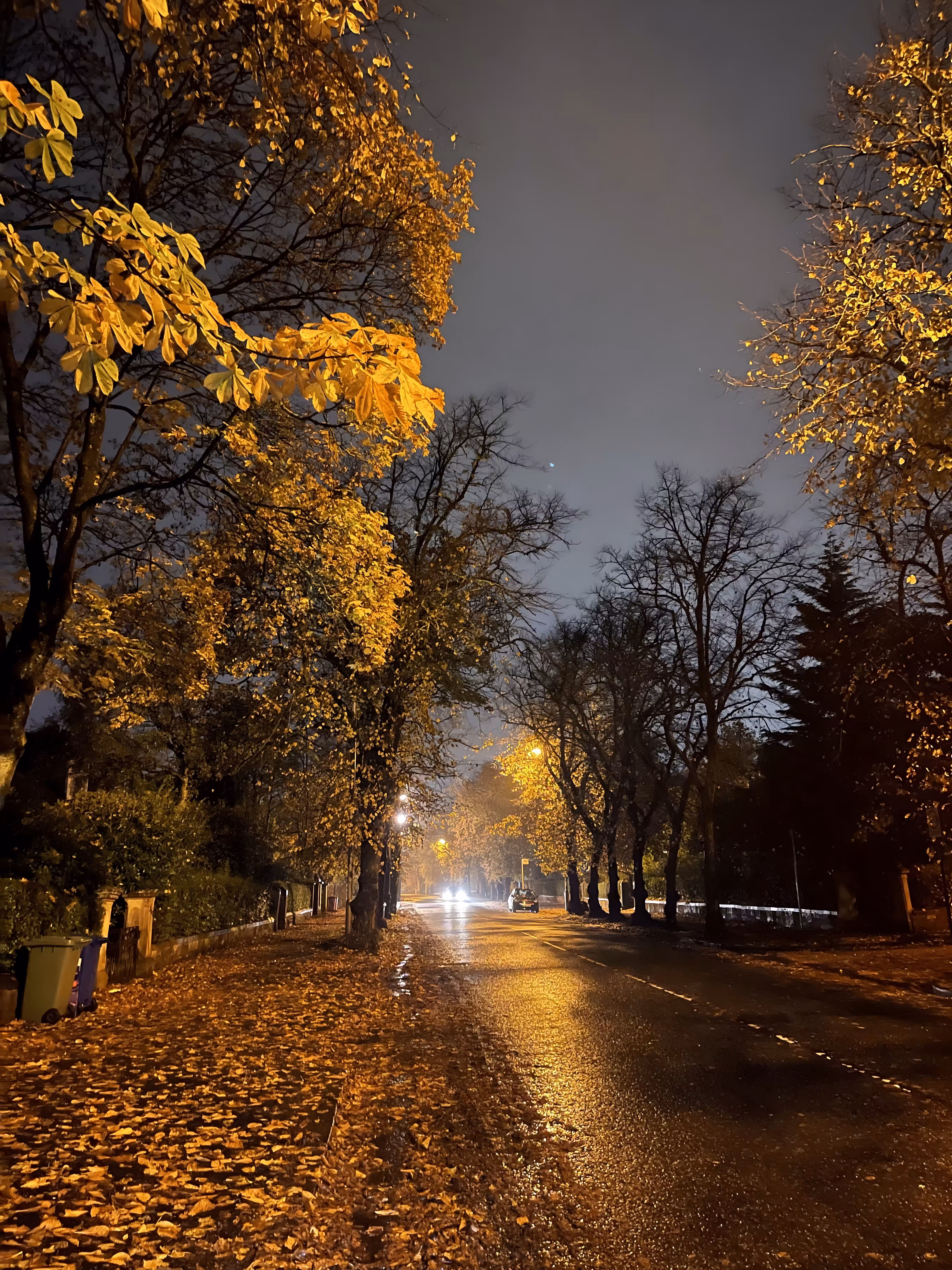 Autumn Nights
