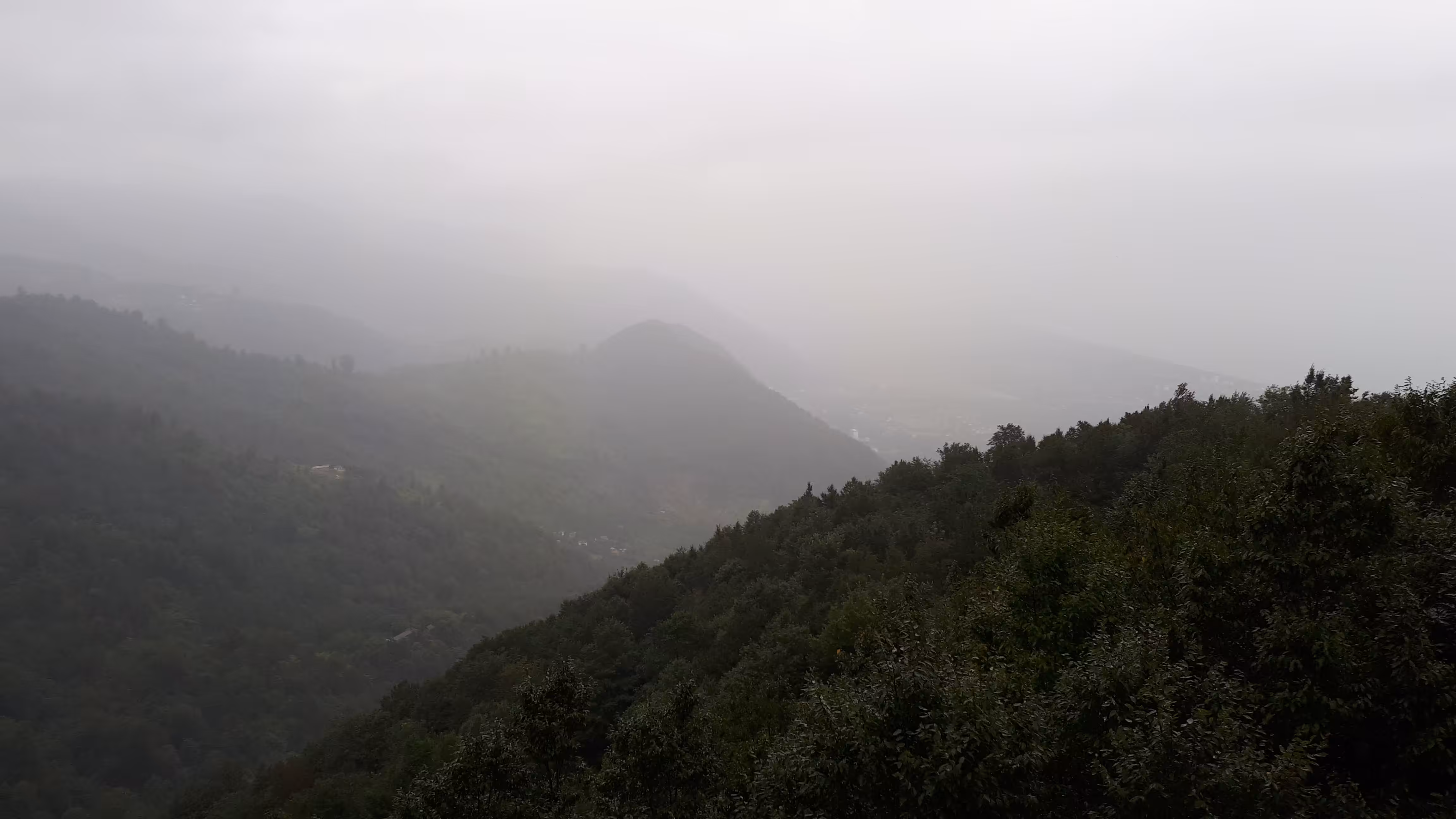 The forest in fog