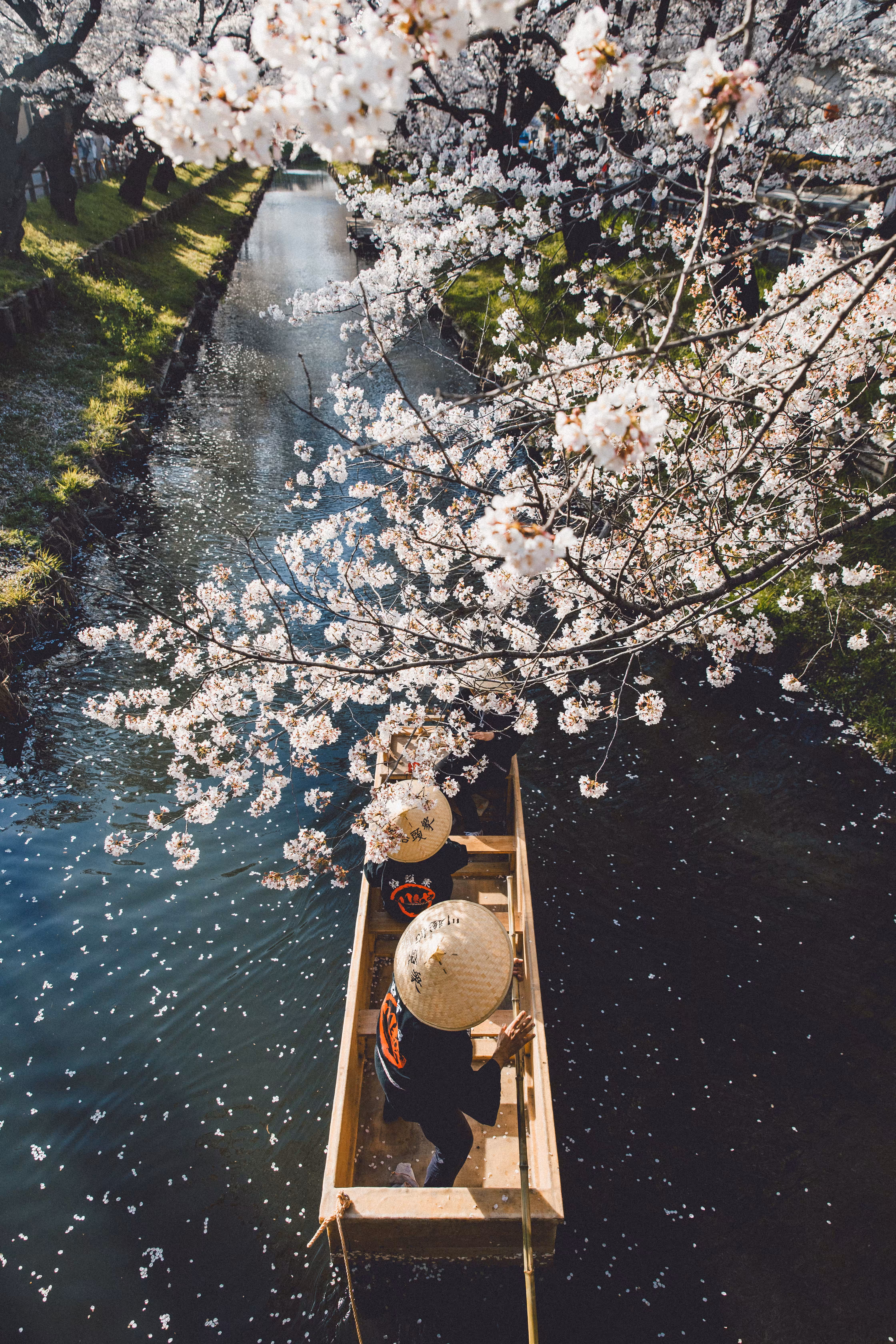 The Dream Garden