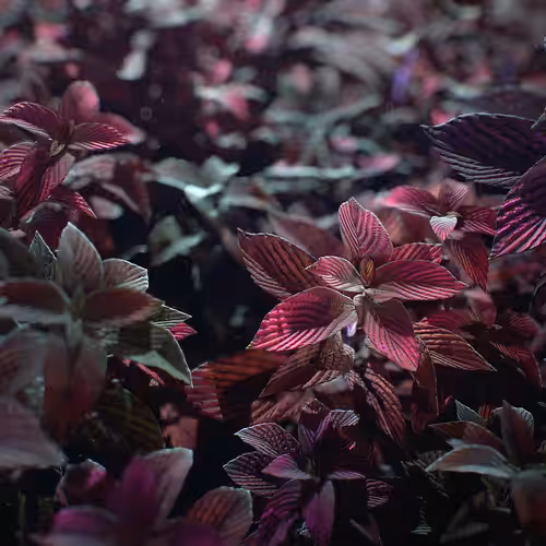 Strobilantes red