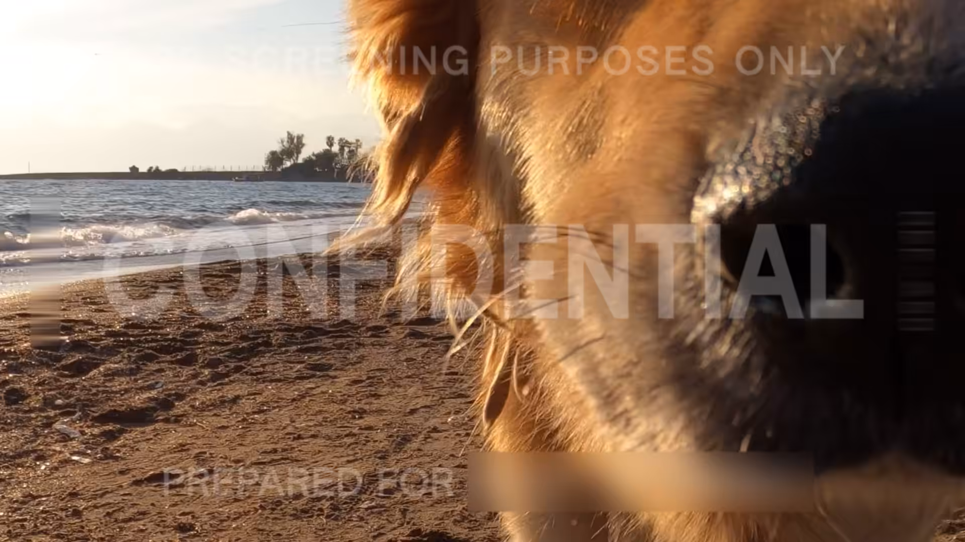 Still From Unreleased Dogs
