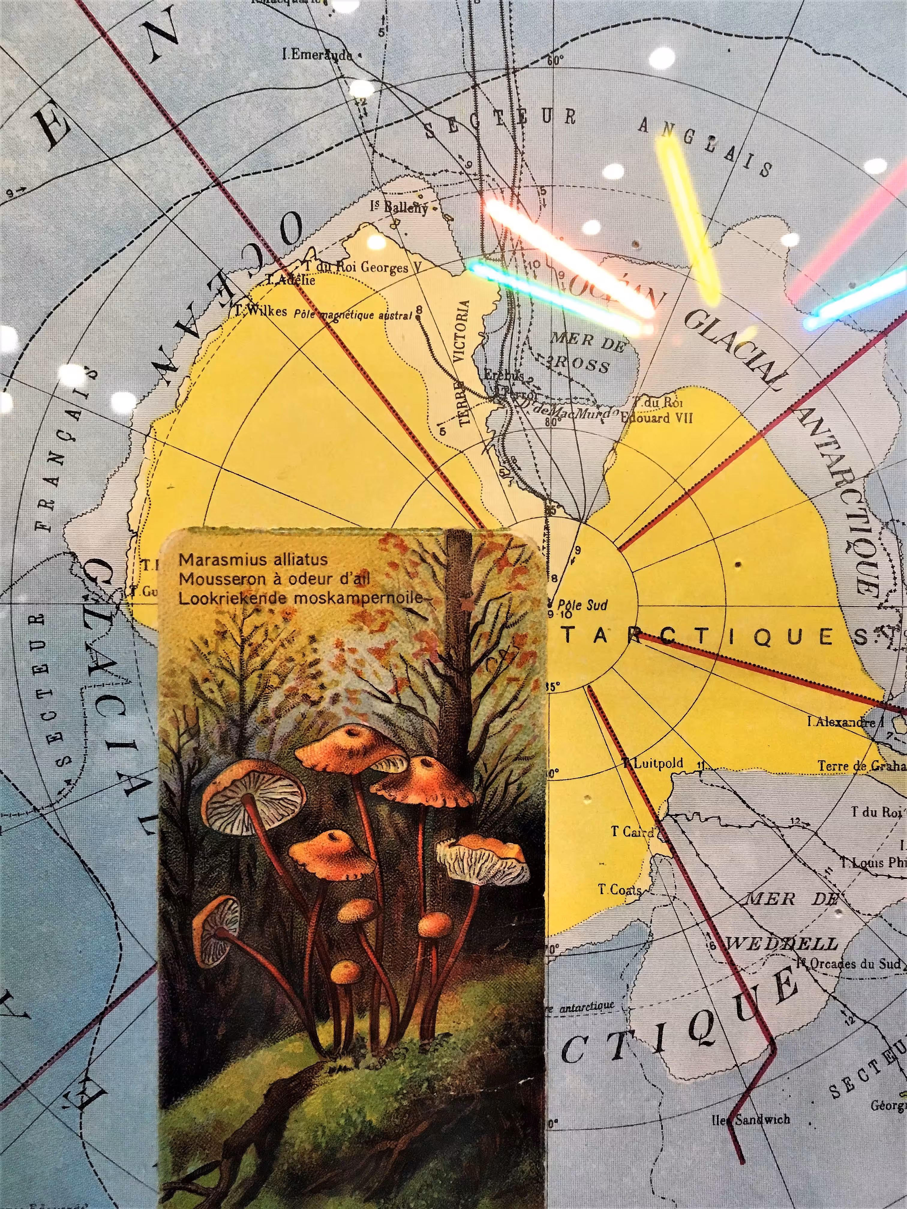 Atlas / Botanica