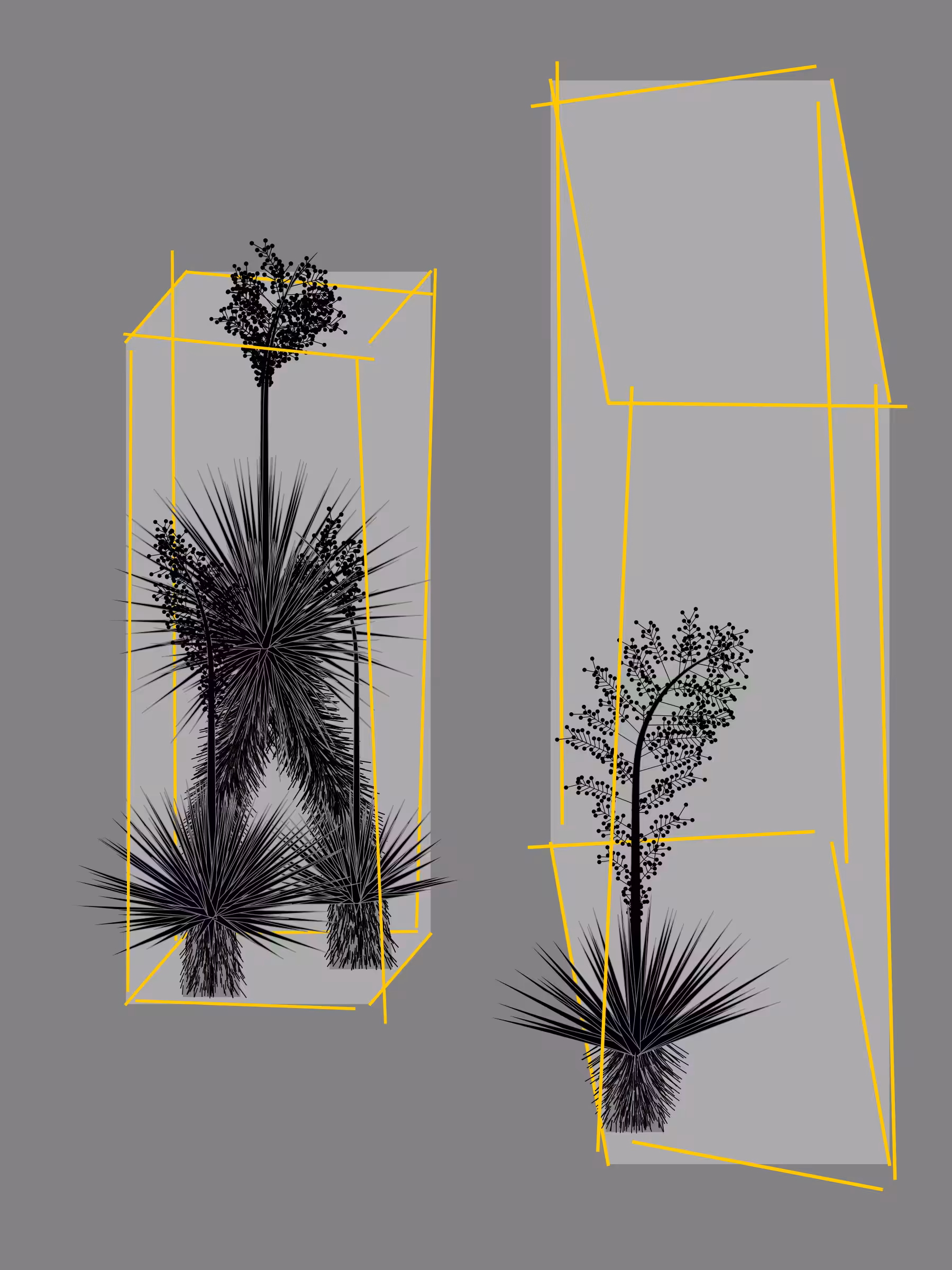 Marfa Yucca #164