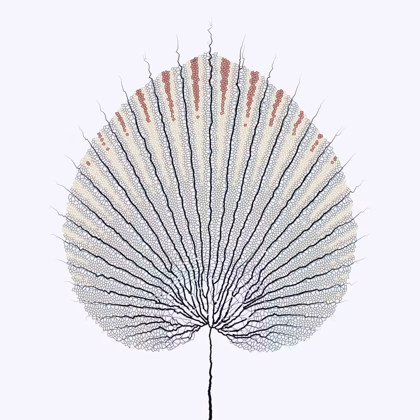 Leaf study #26
