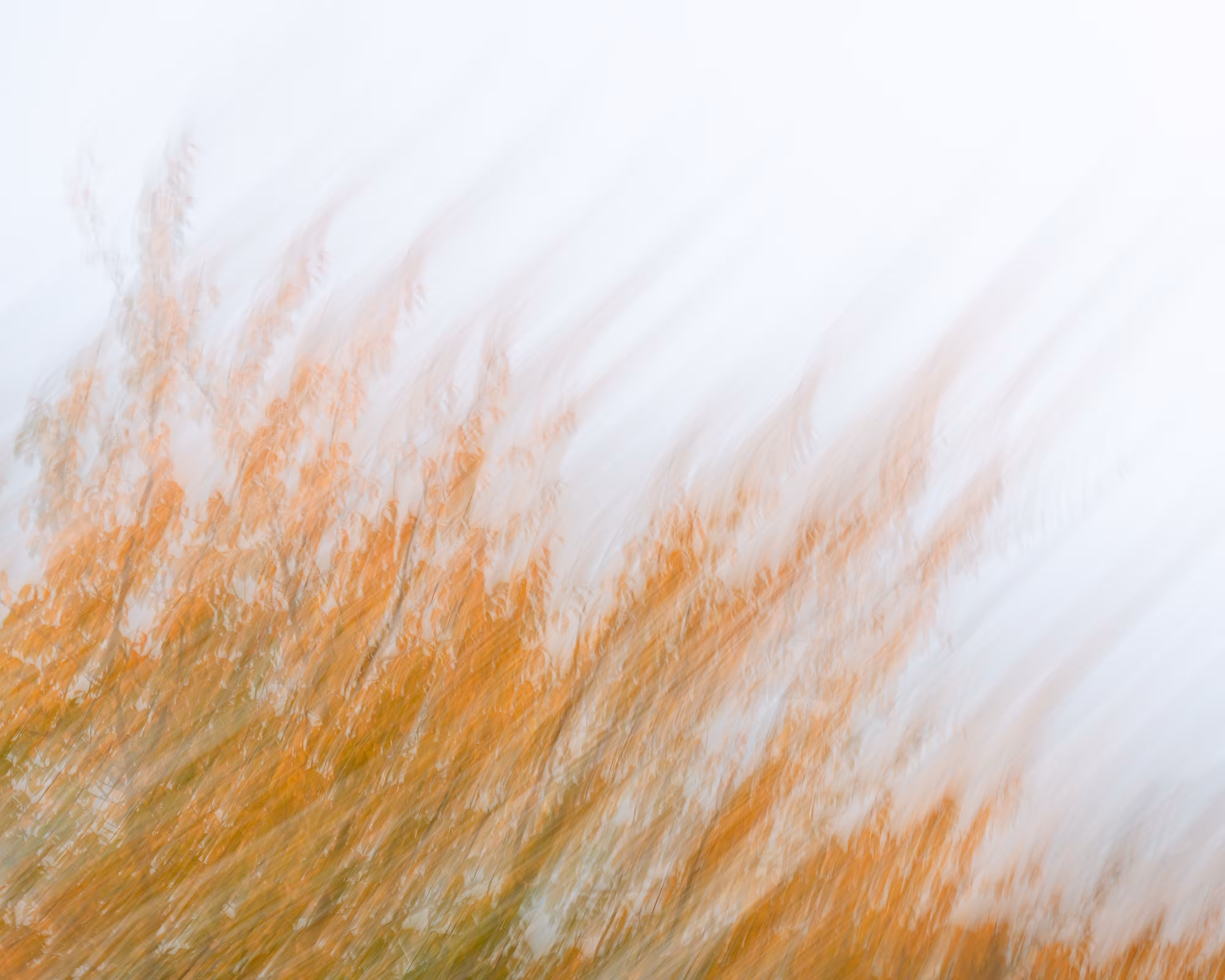 TJ Thorne: Whisked Away