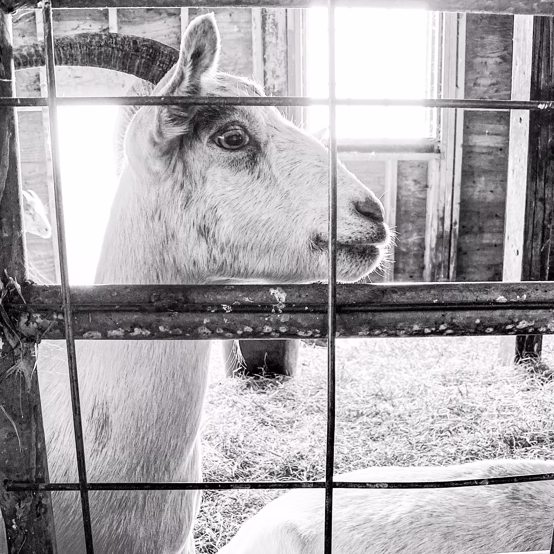Katama Farm: 08.27.20