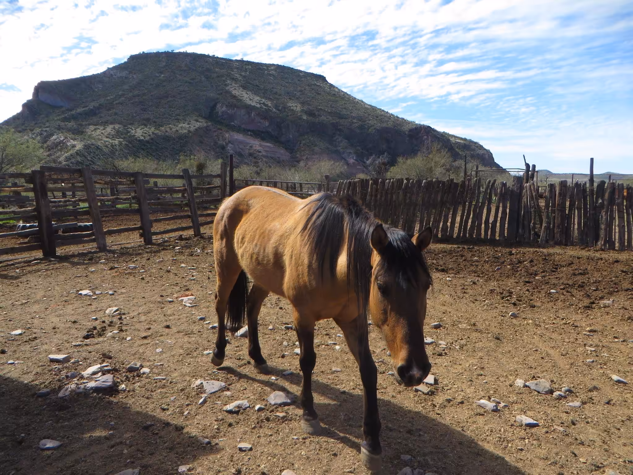 Real Cowboy horse on TT Ranch in Arizona
