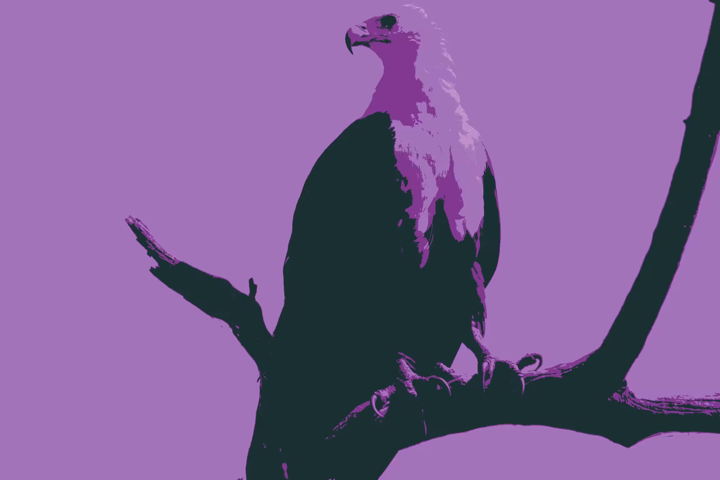 Violet eagle 