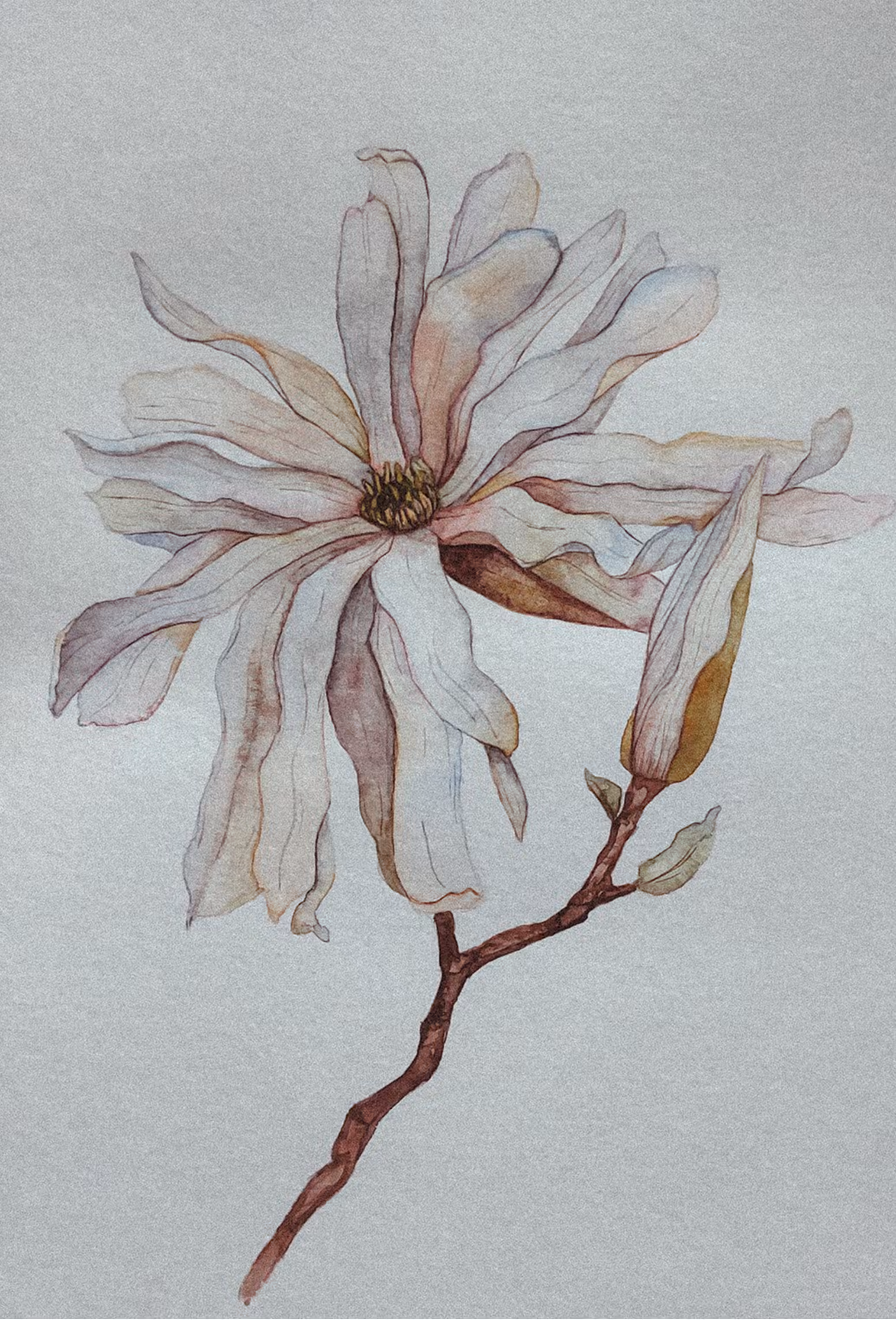 white magnolia