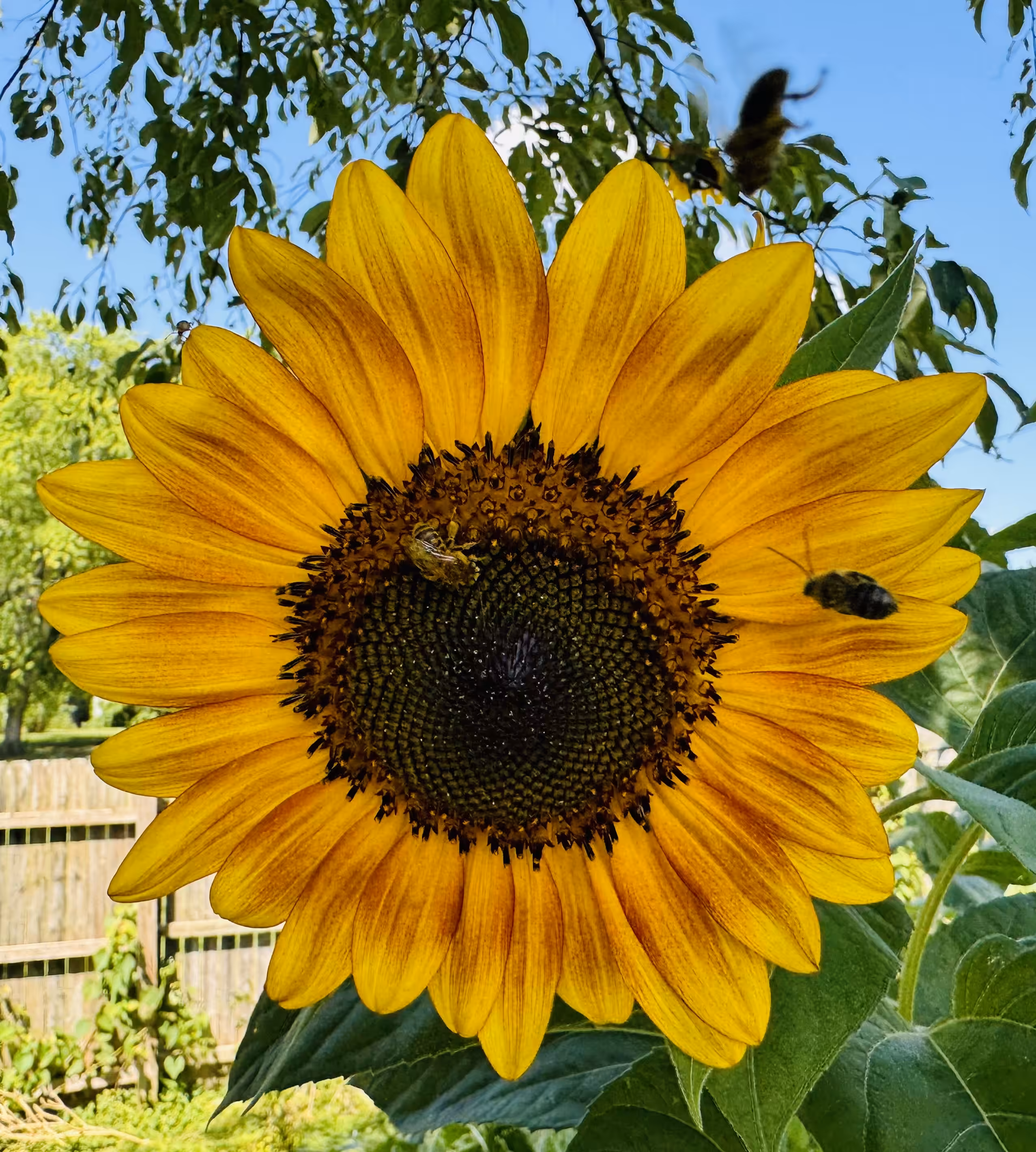 Busy Bees
