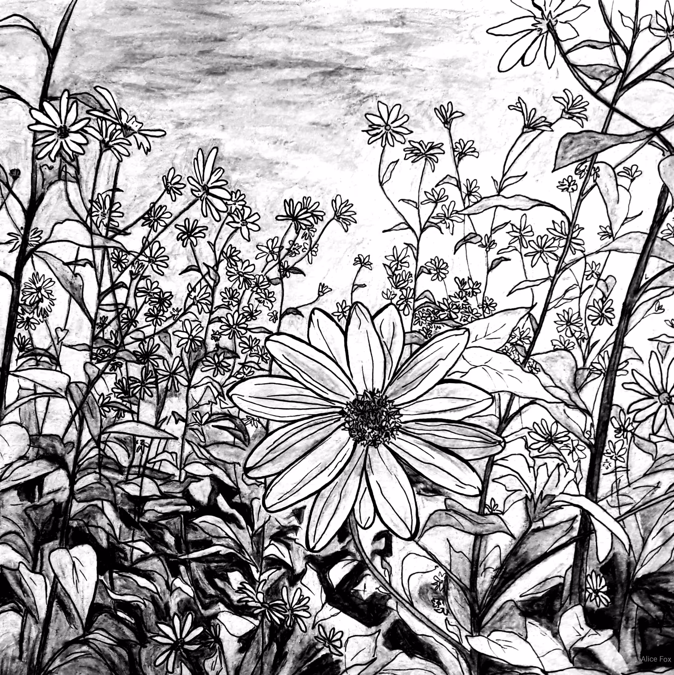 Jerusalem artichoke b / w