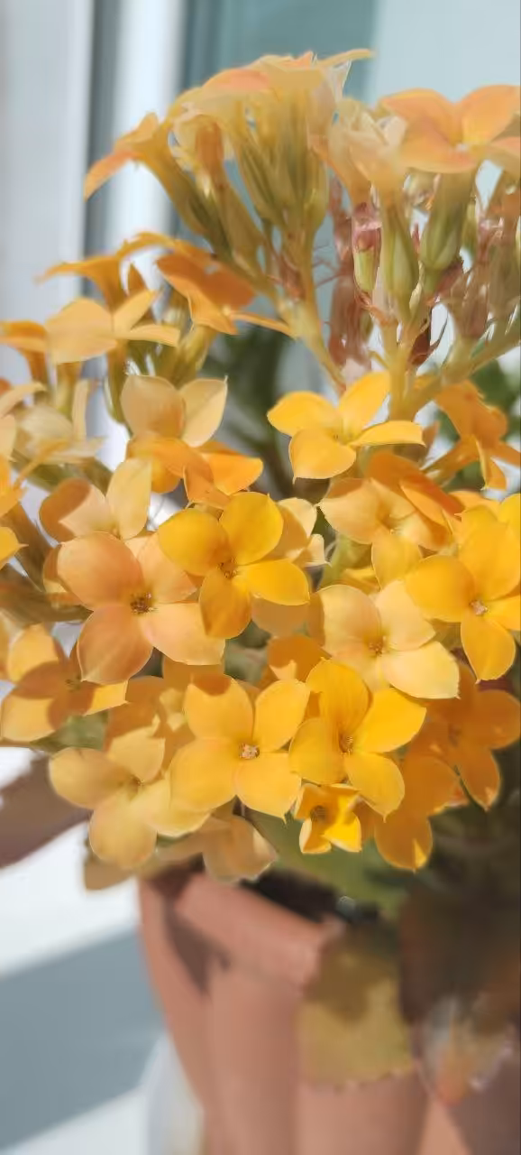 Kalanchoe 🇷🇺