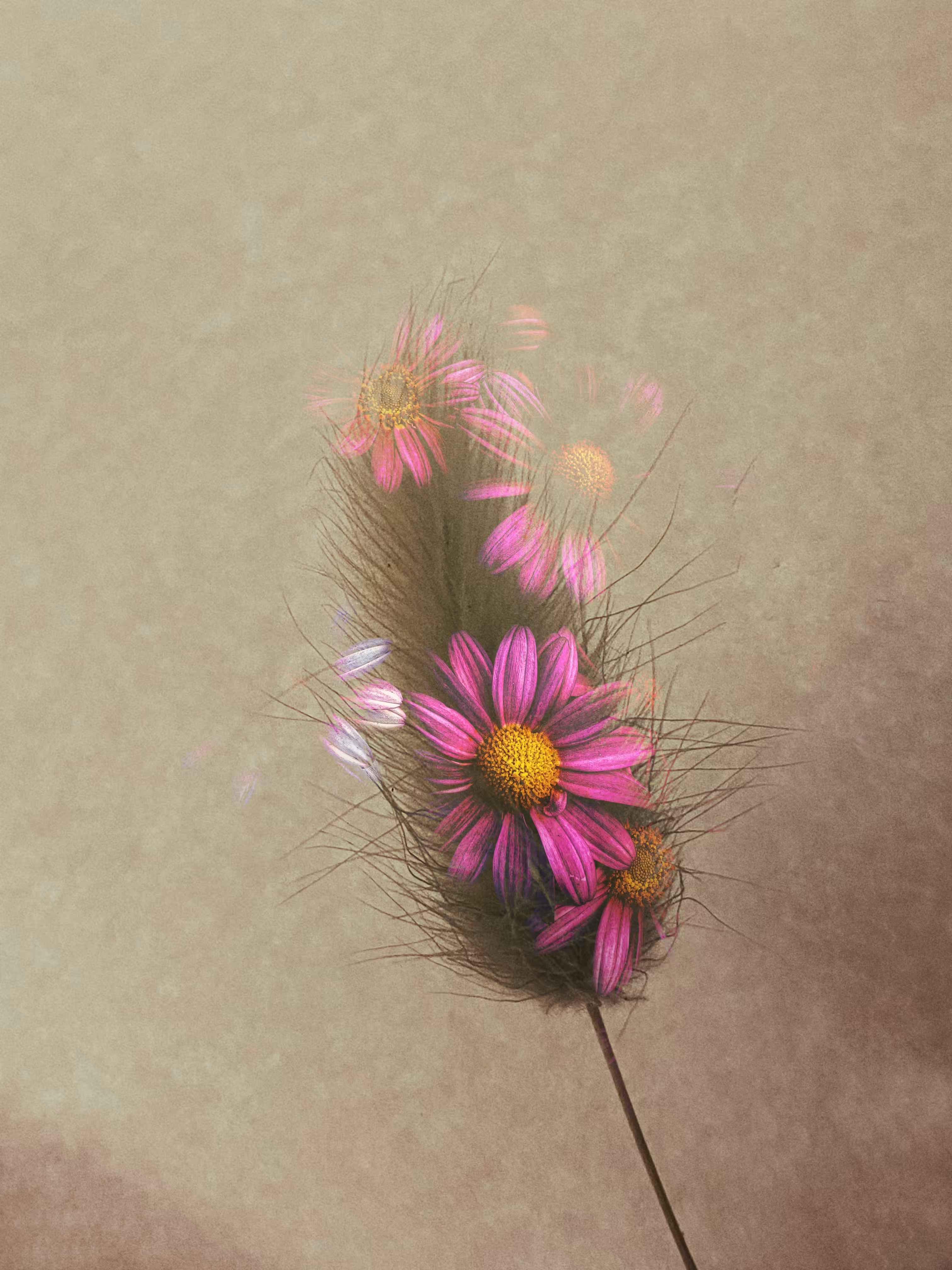 🖤Ghost of My Former Self: Pink Marguerite Daisy💗