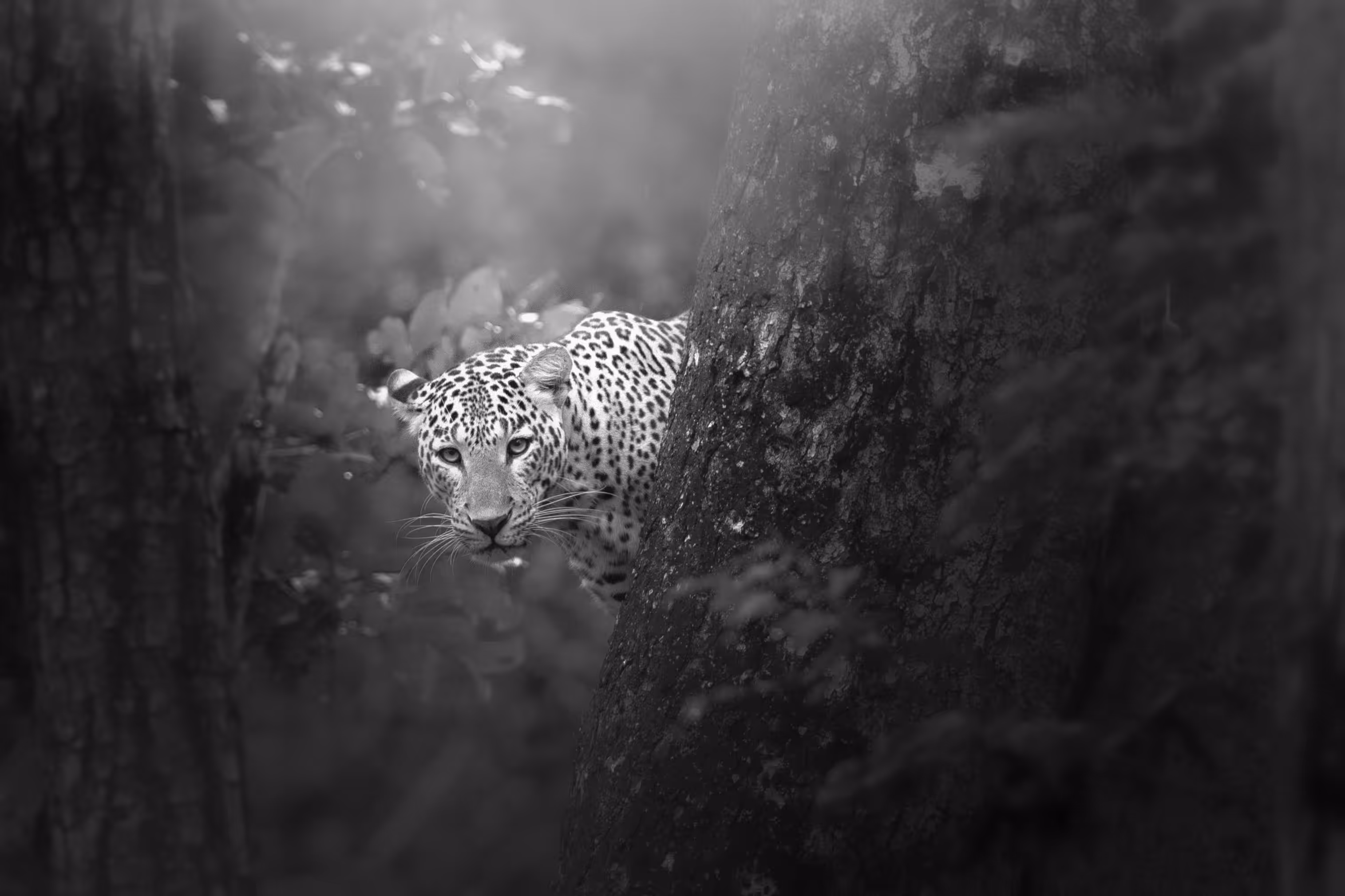 Leopard Lure