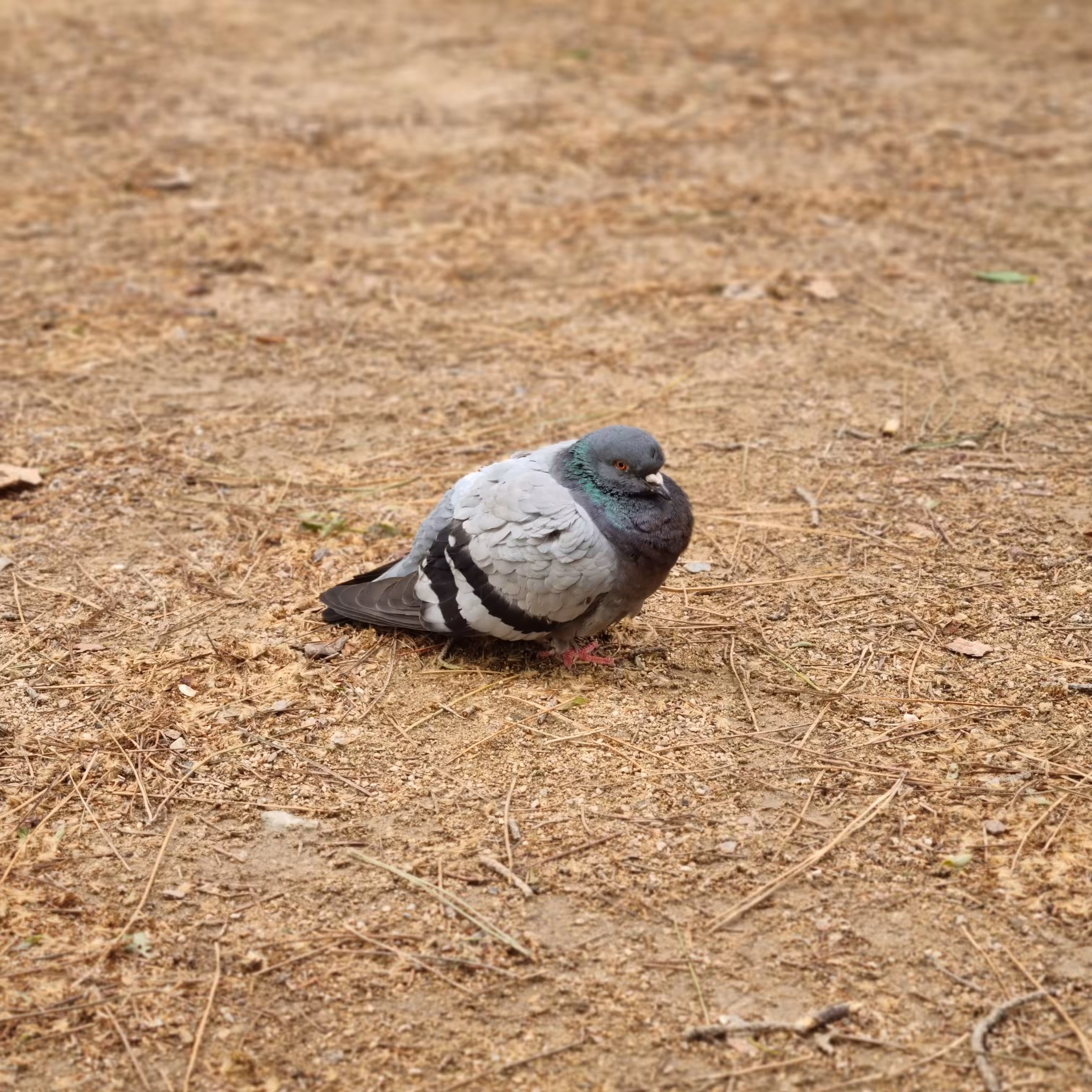 Rou Rou Pigeon