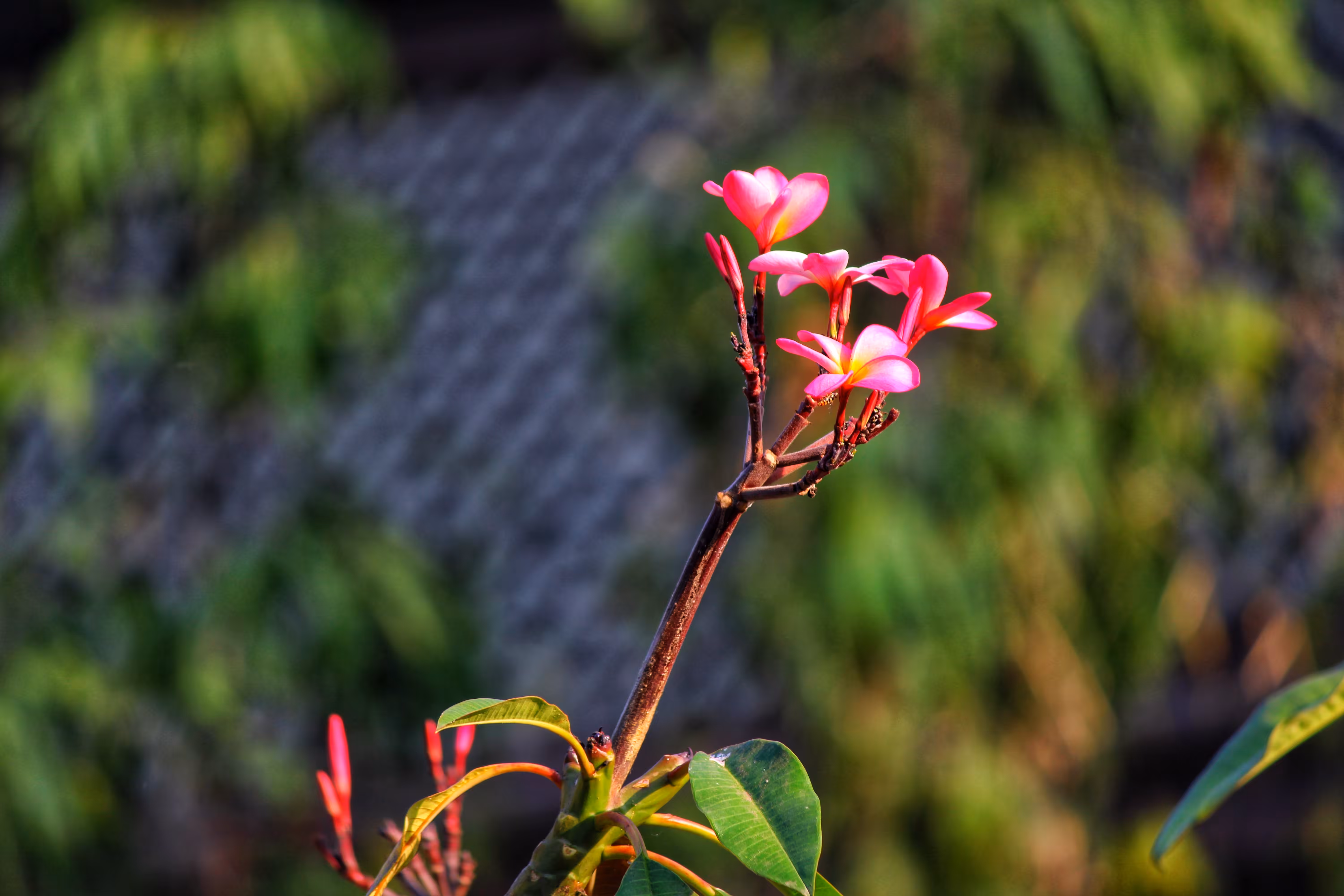 Pulmeria Rubra