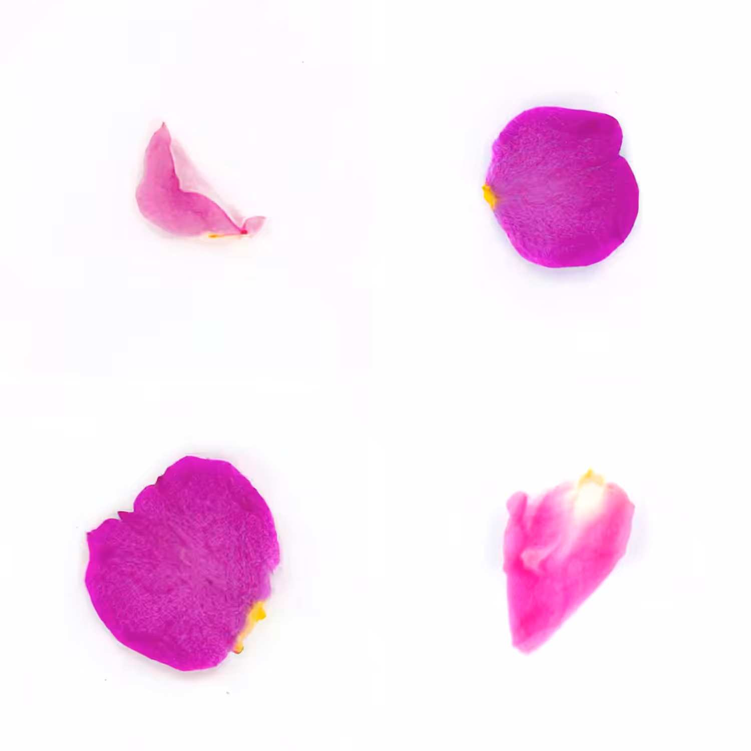 Infinite Petals 2x2#4076