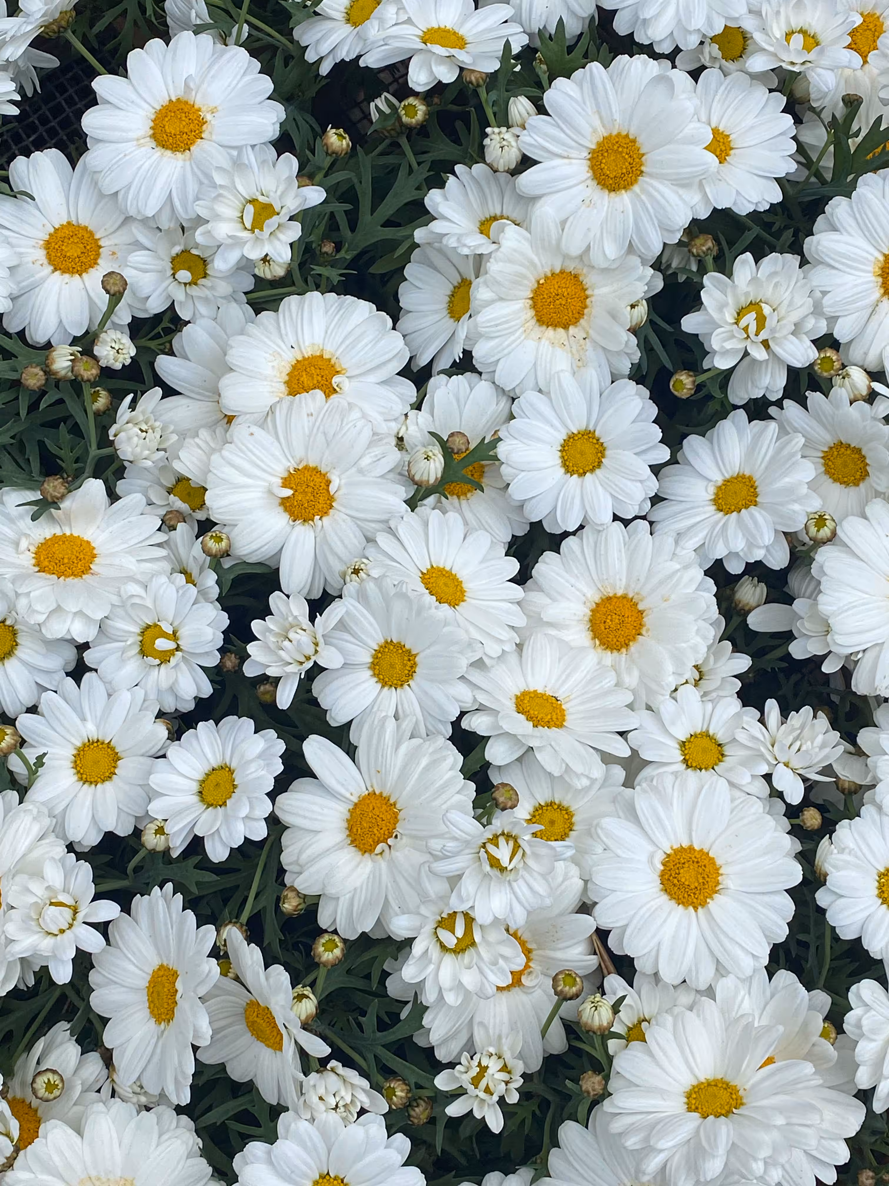 plant 3 🌼